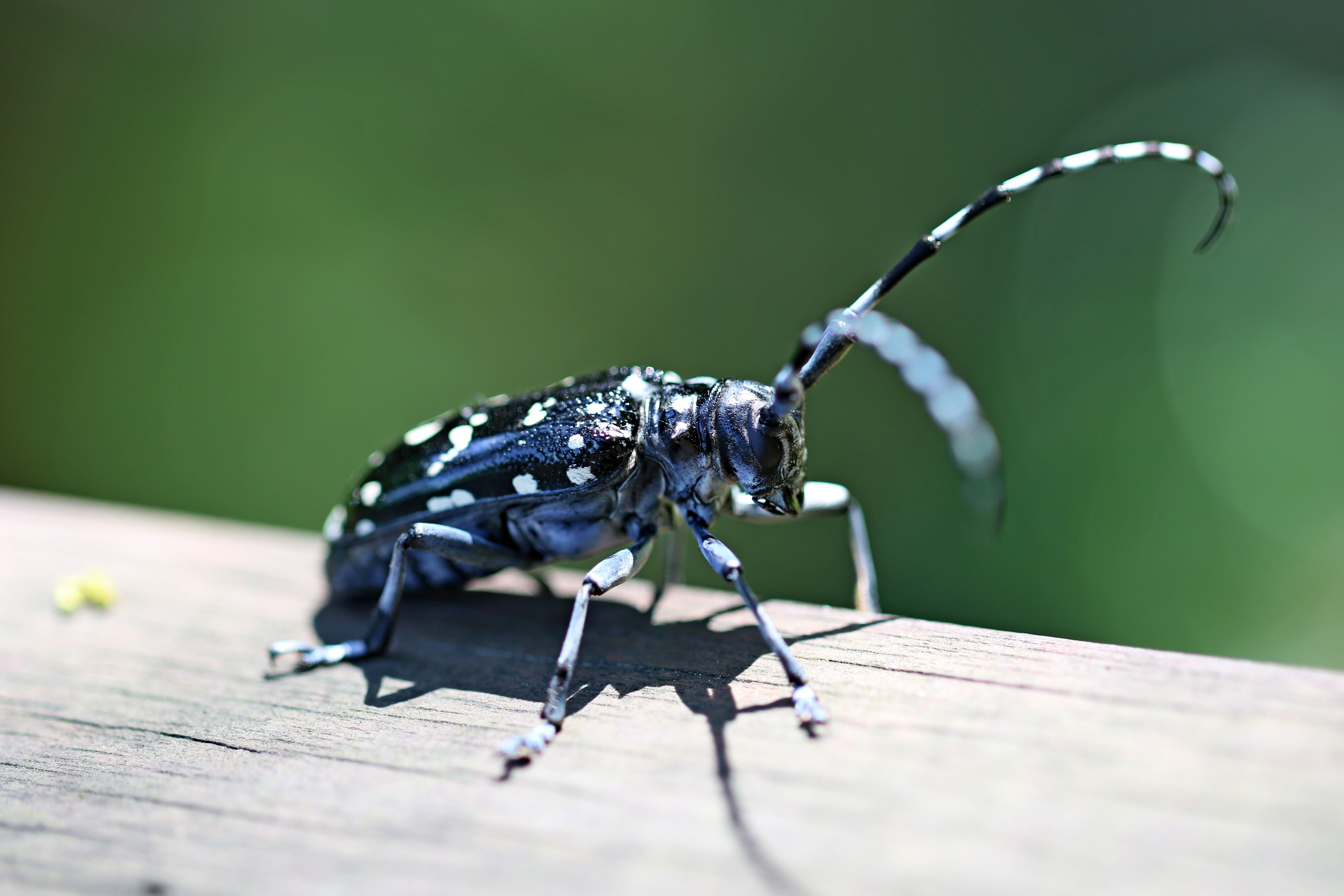 animal body part, copy space, invertebrate, green, animal antenna, 5K, selective focus, affix, outdoors, macro, alrak long-horned beetle, insects, one animal, HD Wallpaper