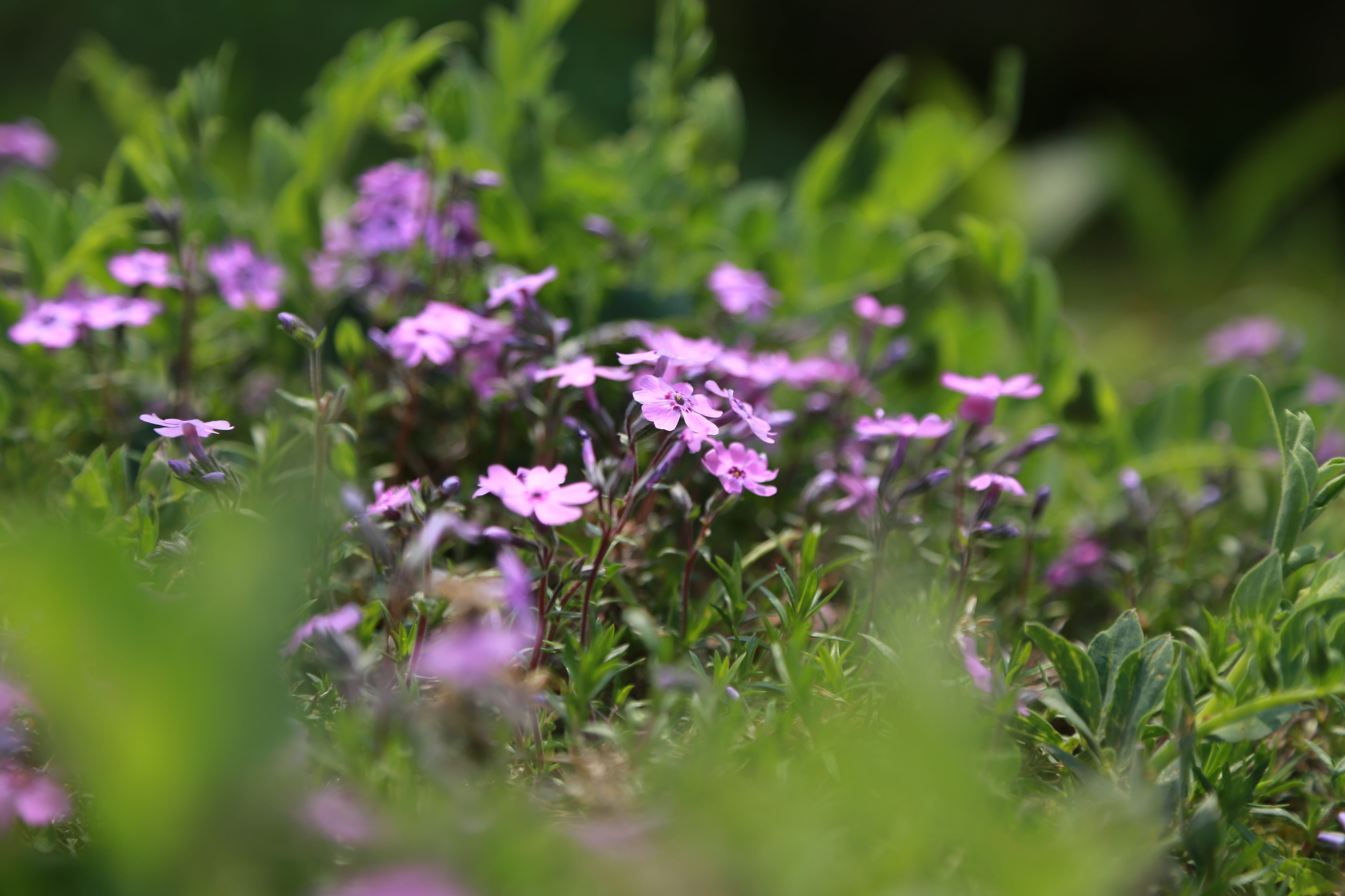 springtime, flower, flowers, garden, grass, s, nature, crush, beauty in nature, petal, freshness, flowering plant, see flowers, flower gardens, purple, HD Wallpaper