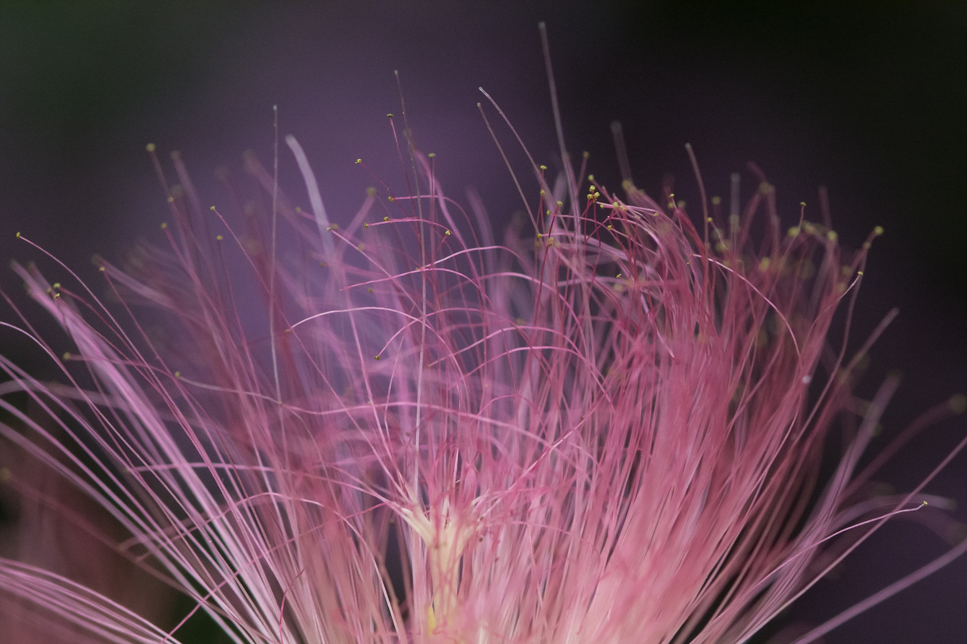 no people, plant, makro, nature, fragility, day, vulnerability, freshness, growth, sky, plants, macro, pink color, wildflower, selective focus, the flowers drink, HD Wallpaper