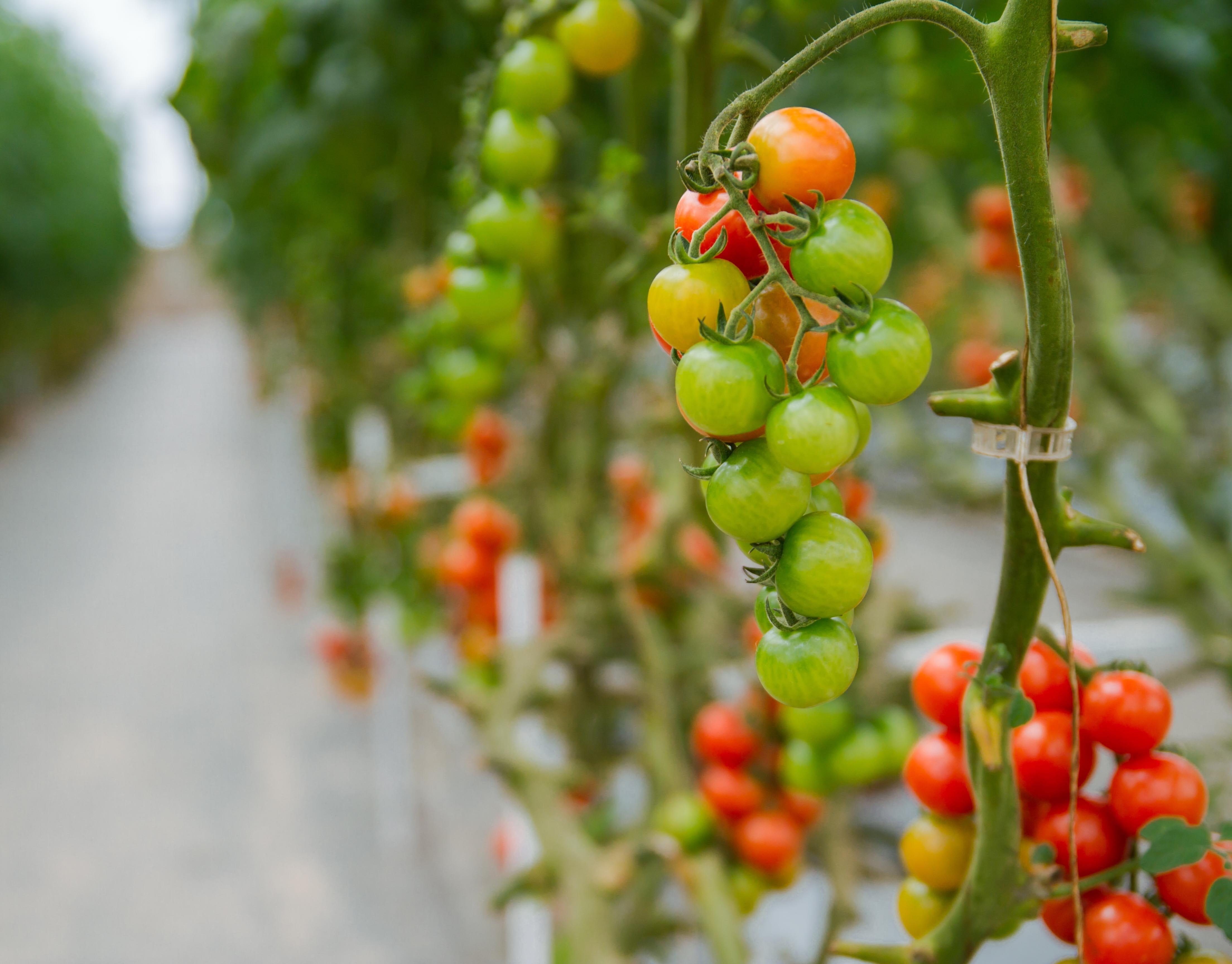 beauty in nature, leaf, tree, red, focus on foreground, growth, greenhouses, nature, plant, no people, wellbeing, hydroponic, green color, 4K, outdoors, HD Wallpaper