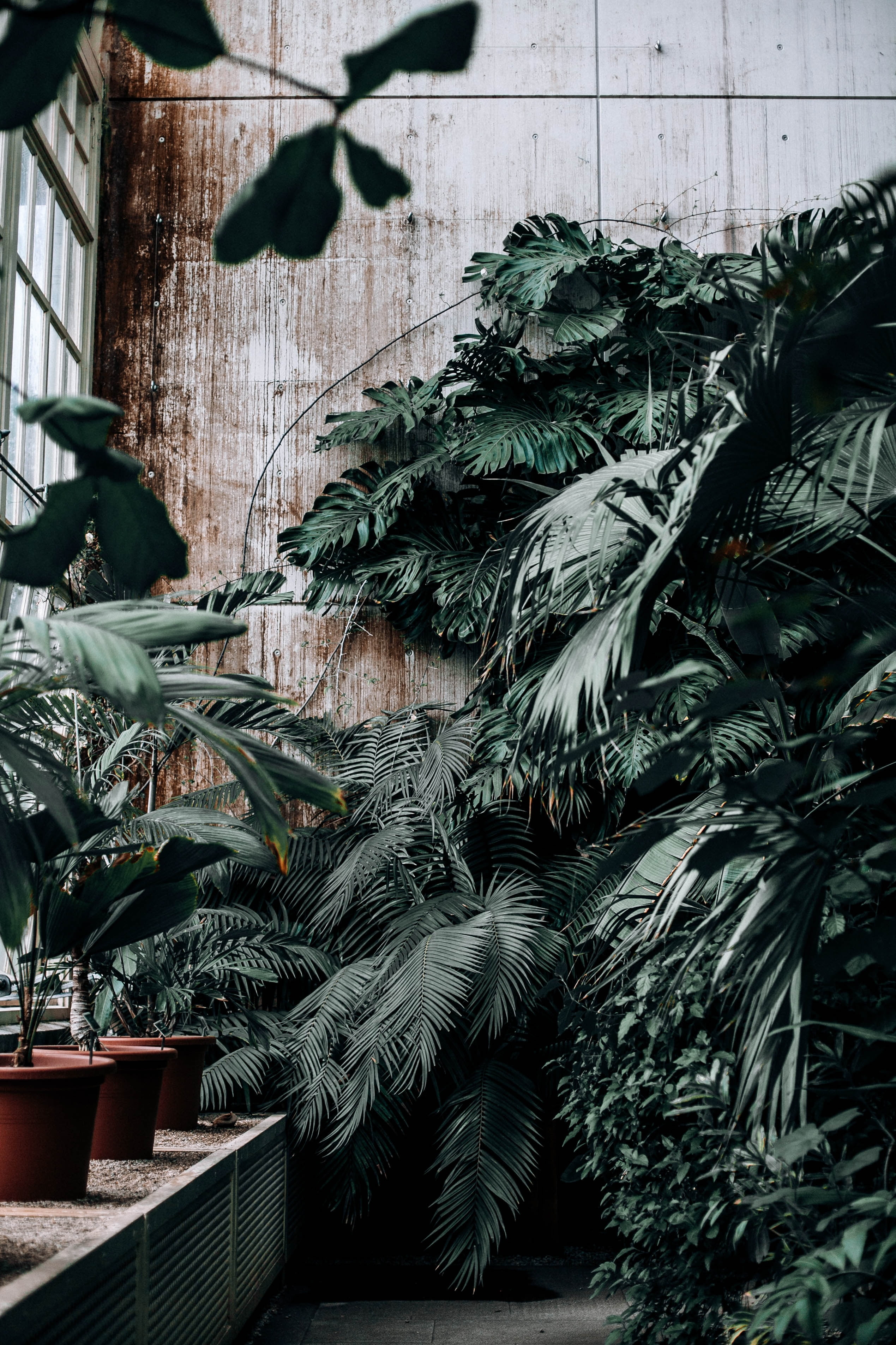 building, sunlight, palm Tree, floriculture, green Color, green, wall - building feature, growth, built structure, leaf, nature, tree, greenhouse, potted plant, Phone HD Wallpaper