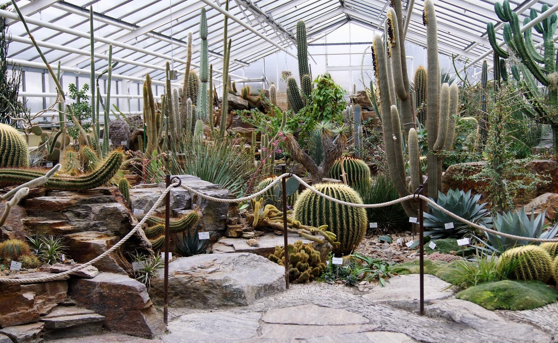 much, plant, solid, plant Nursery, agriculture, greenhouse, cactus, green Color, indoors, succulent plant, botany, leaf, gardening, tropical Climate, exhibition, HD Wallpaper