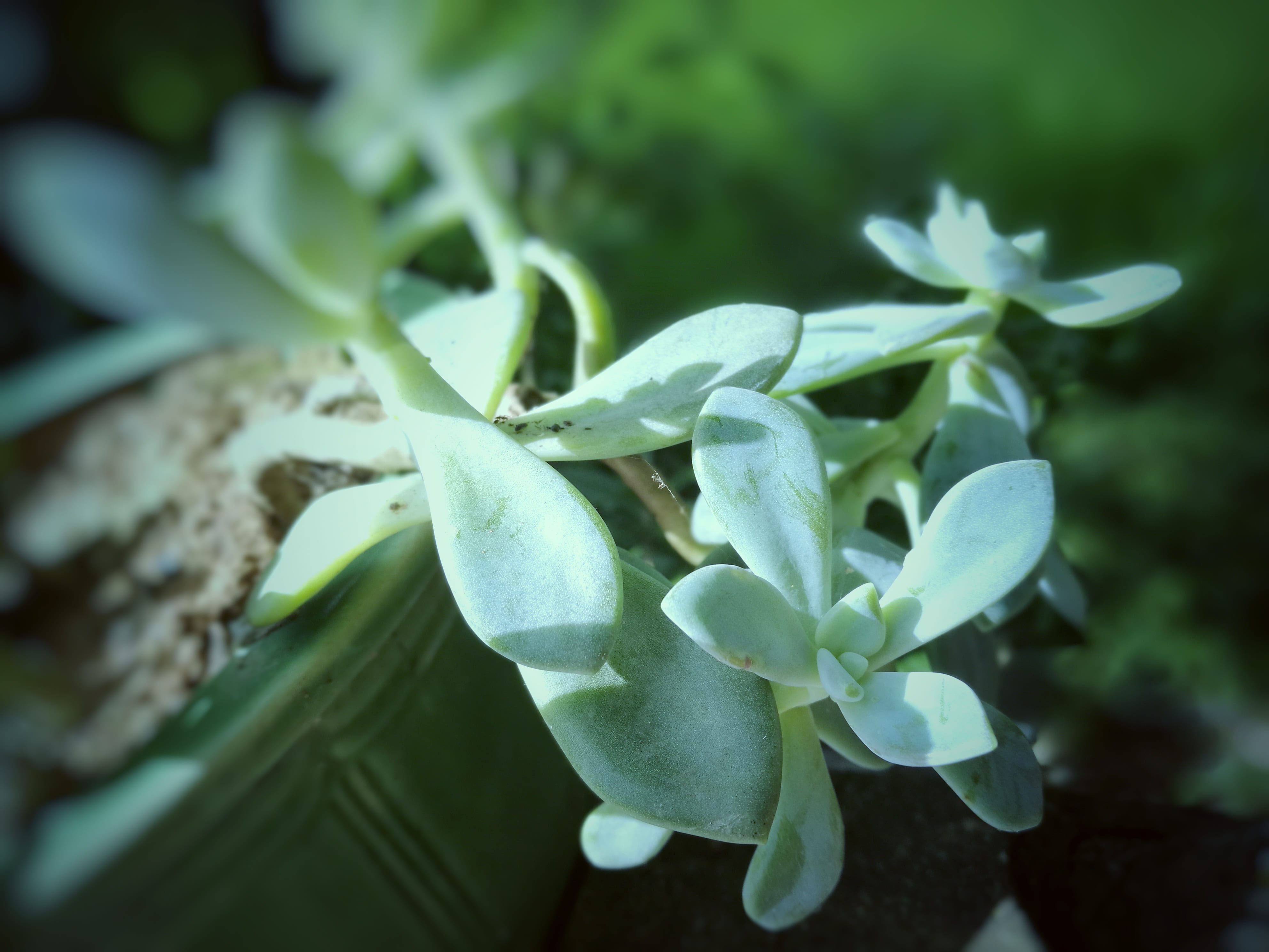 4K, selective focus, plant part, vulnerability, focus on foreground, inflorescence, growth, the fleshy, day, freshness, green color, natural, outdoors, HD Wallpaper