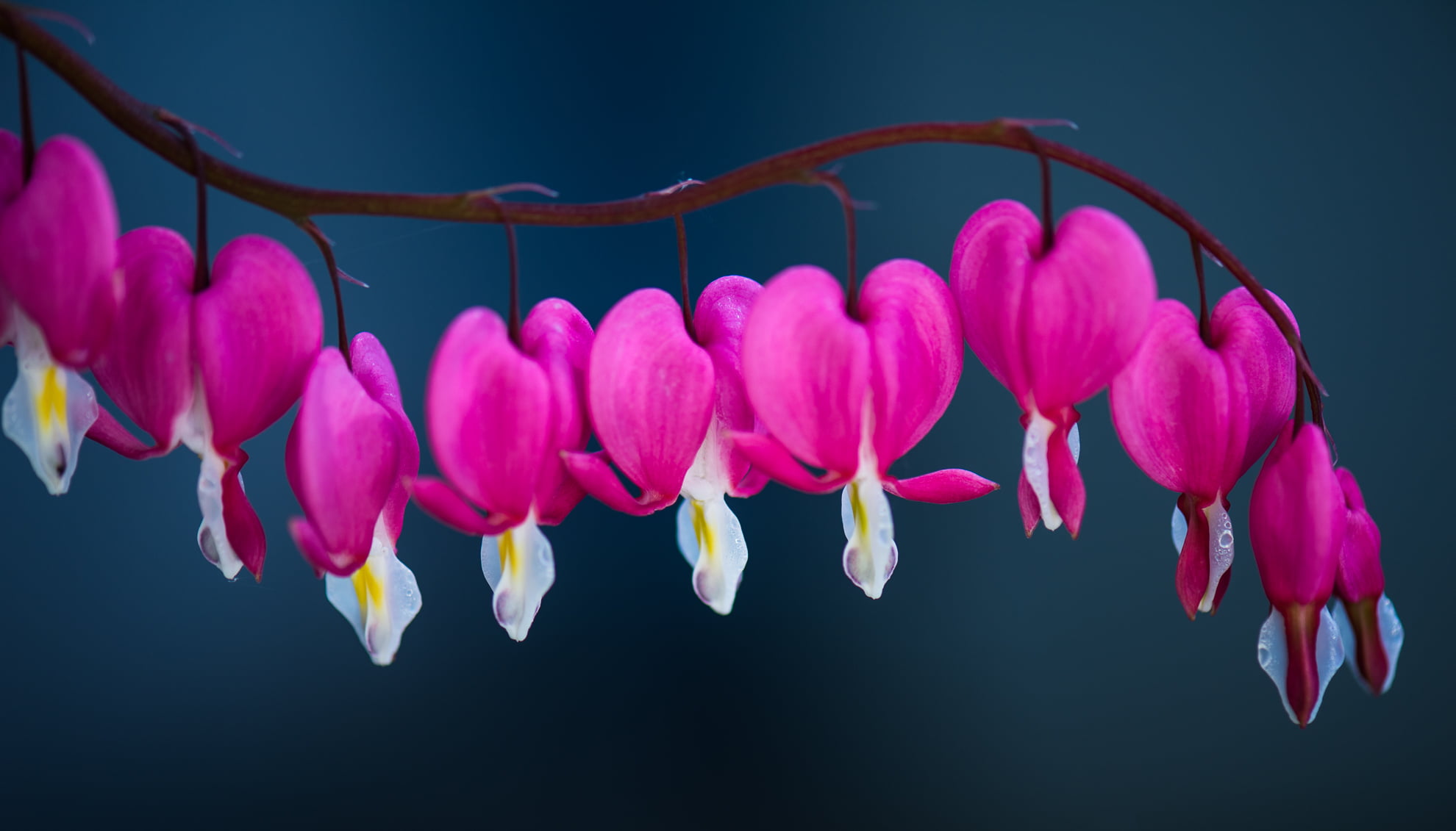 heart, Garten, ESD, nature, decoration, Makro, bleeding heart, plant, pink, flower Head, Frühling, Nikon D4, flower, closeup, 1080P, photo, petal, bleeding, HD Wallpaper