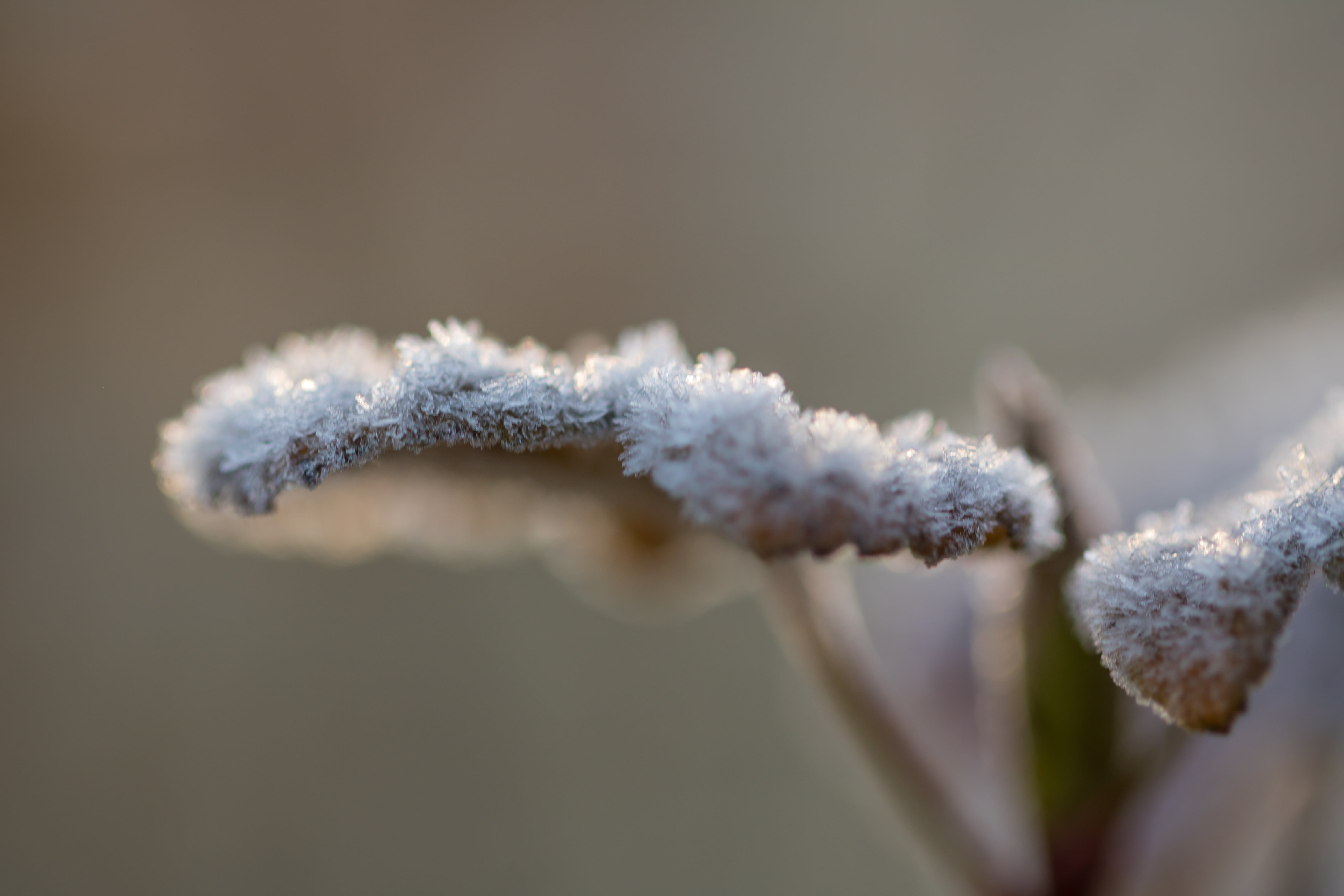 ice, daytime, 5K, close-up, white, leaf, selective focus, nature, morning, cold, natur, green, selective, plant, Söderslätt, Frosty, winter, covered, ice Crystal, HD Wallpaper