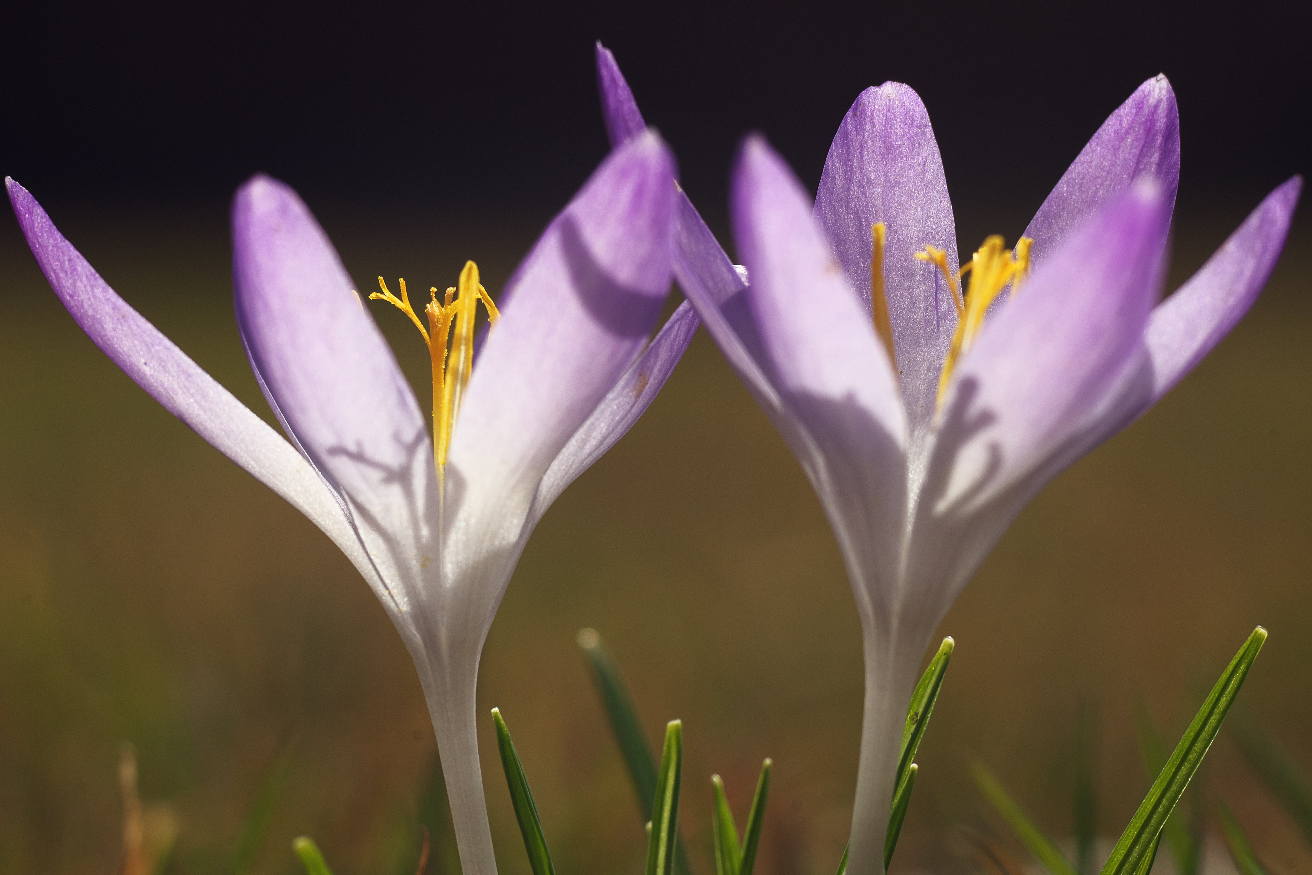 DOF, nature, springtime, close, depthoffield, Macro, summer, beauty In Nature, white, Elmarit, photography, mm, season, 4K, flower, freshness, Crocus, HD Wallpaper