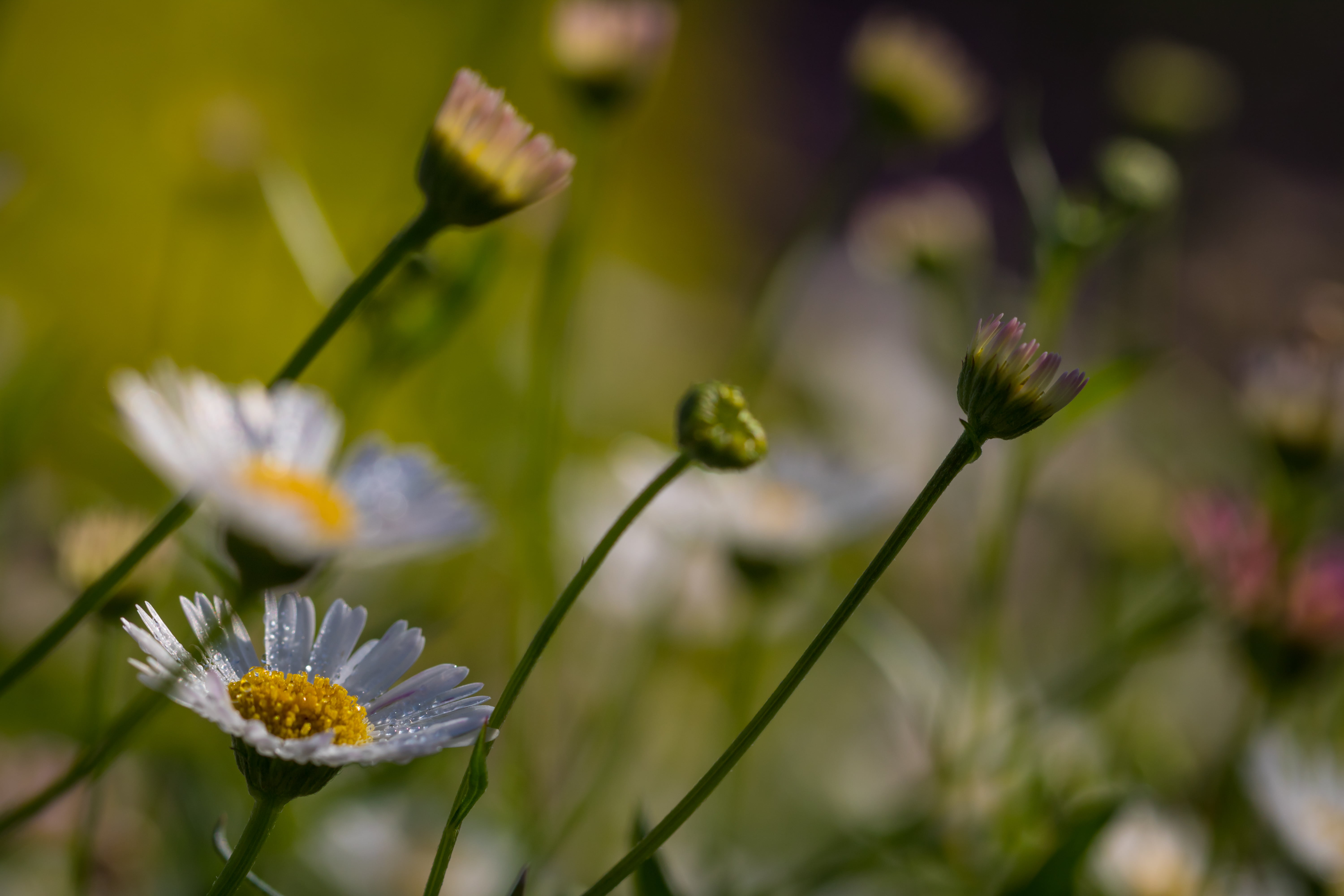 summer, makro, daisy, photography, meadow, white daisy, plant, springtime, autumn, green Color, shallow, Flower, dagg, white, nature, grass, 5K, dew, outdoors, HD Wallpaper
