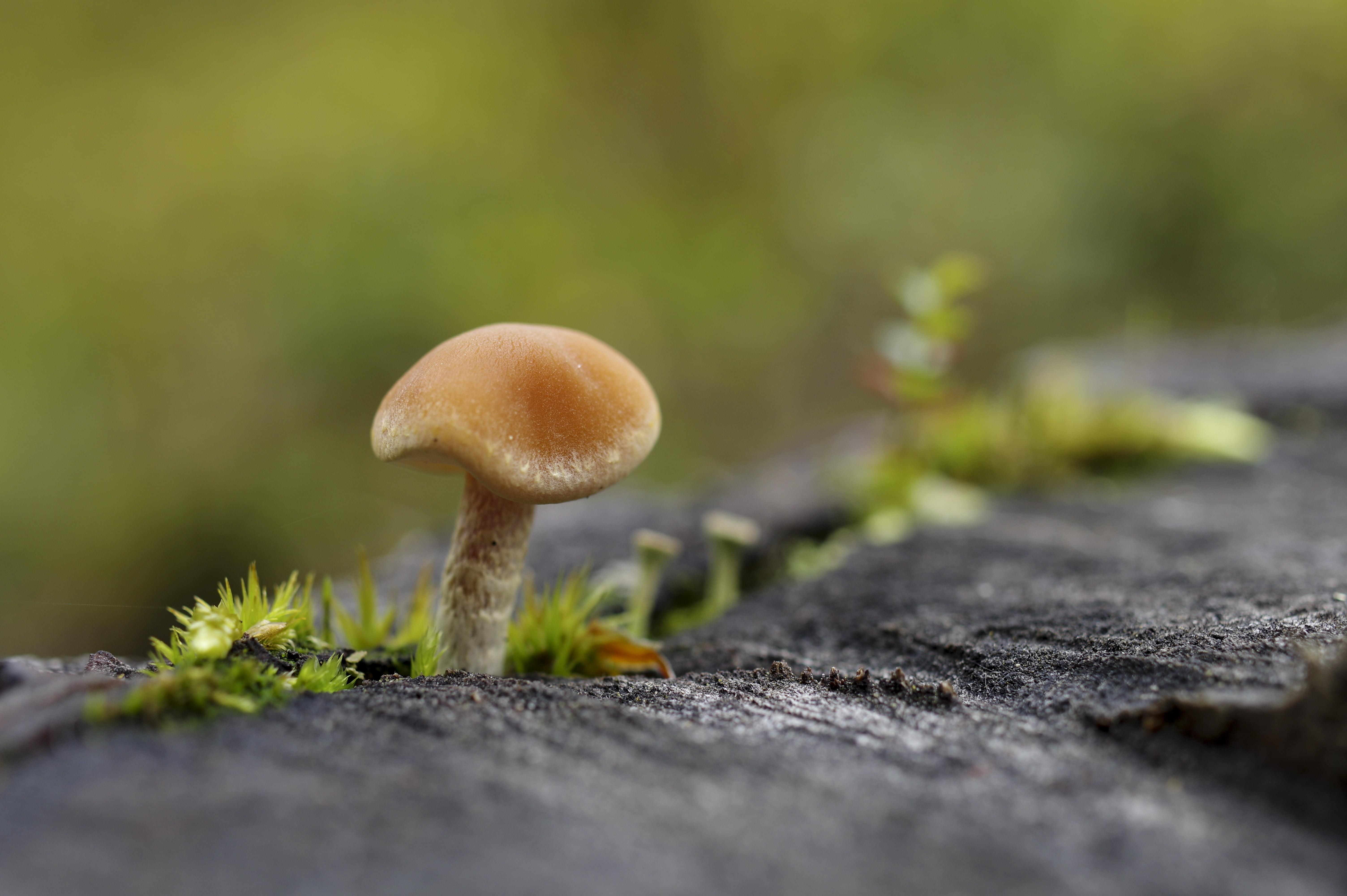 vegetable, photo, Autumn, Close-up, brown, Høsten, Midtre Gauldal, Sør-Trøndelag, freshness, Macro, cap, Natur, Soknedal, saturday, Nature, Pentax  K3, HD Wallpaper