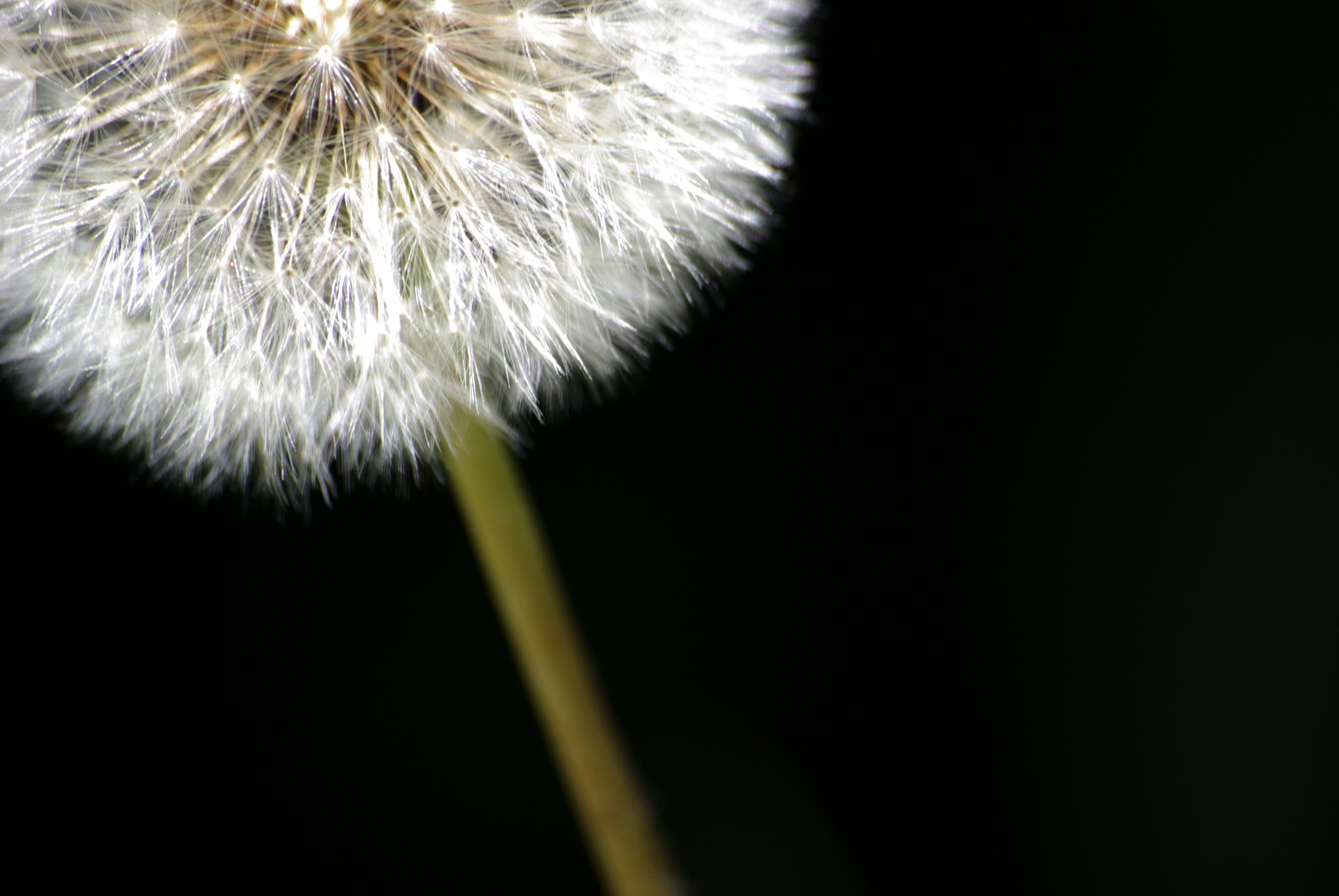 outdoor, macro, natura, seed, Taraxacum officinale, closeup, photo, fàcil, Dandelion, makro, springtime, flor, plant, els pets, single Flower, close-up, HD Wallpaper