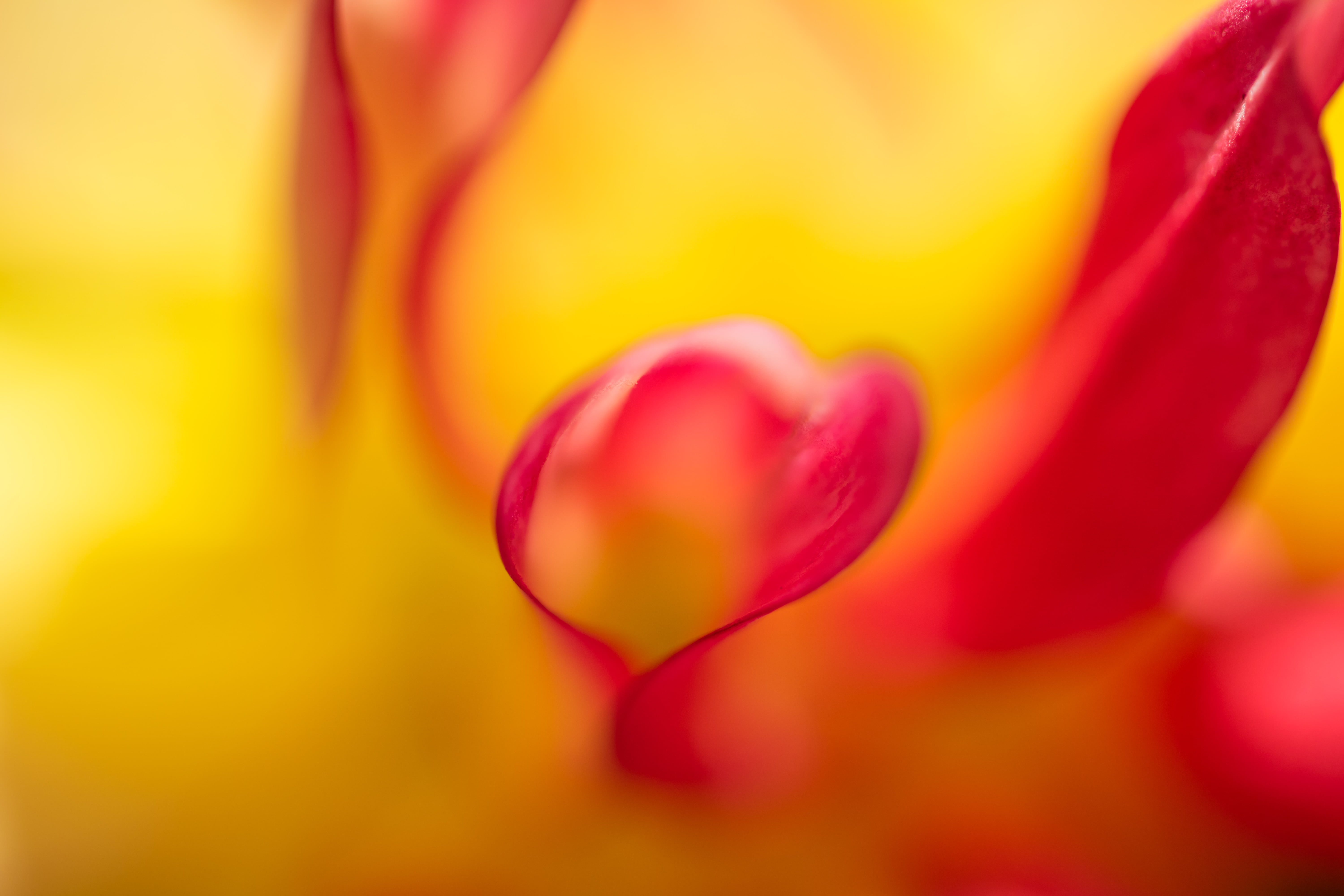 abstract, model, nature, makro, country, 760d, close-up, lens, flower Head, plant, mm, geo, pattern, canon, city, focal_length, 5K, iso_speed, f/2, aperture, HD Wallpaper