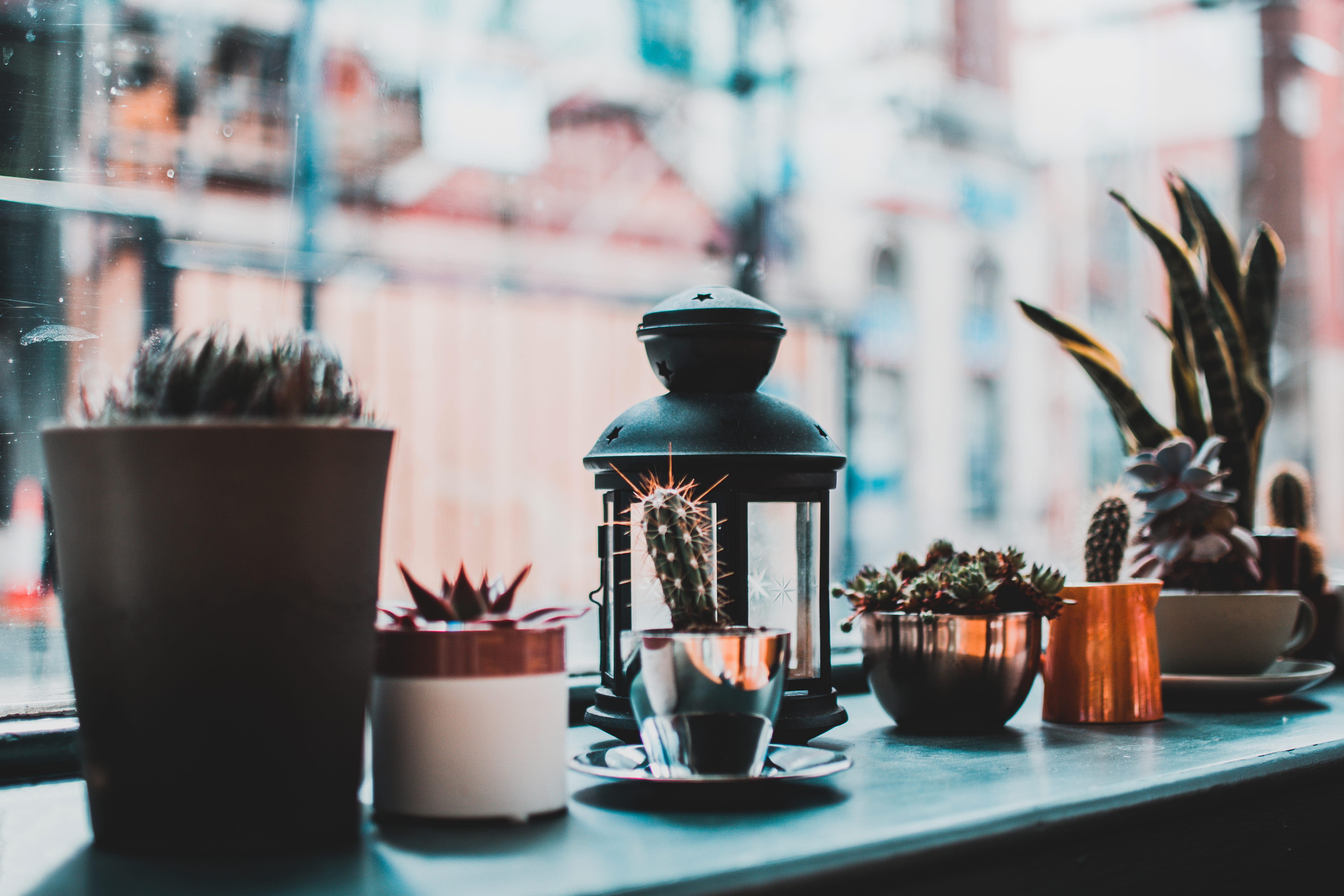 window, plants, flower pot, cup, table, nature, plant, glass - material, day, cactus plant, indoors, close-up, focus on foreground, cactus, lamp, crockery, HD Wallpaper