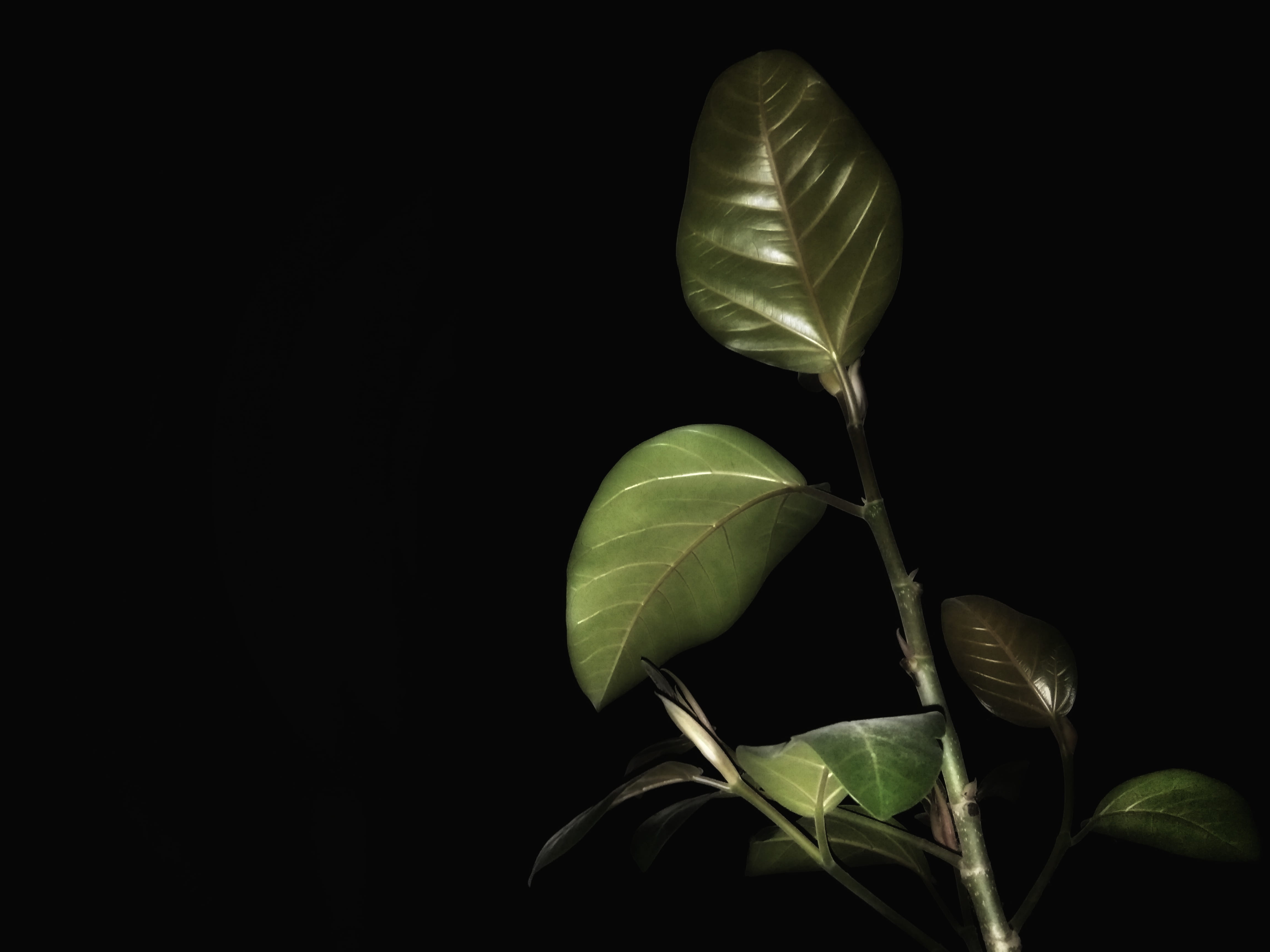 aster, photo, freshness, tree, rose, anthurium, anemone, green color, flowering plant, food, 4K, blossom, vulnerability, close-up, nature, araceae, studio shot, HD Wallpaper