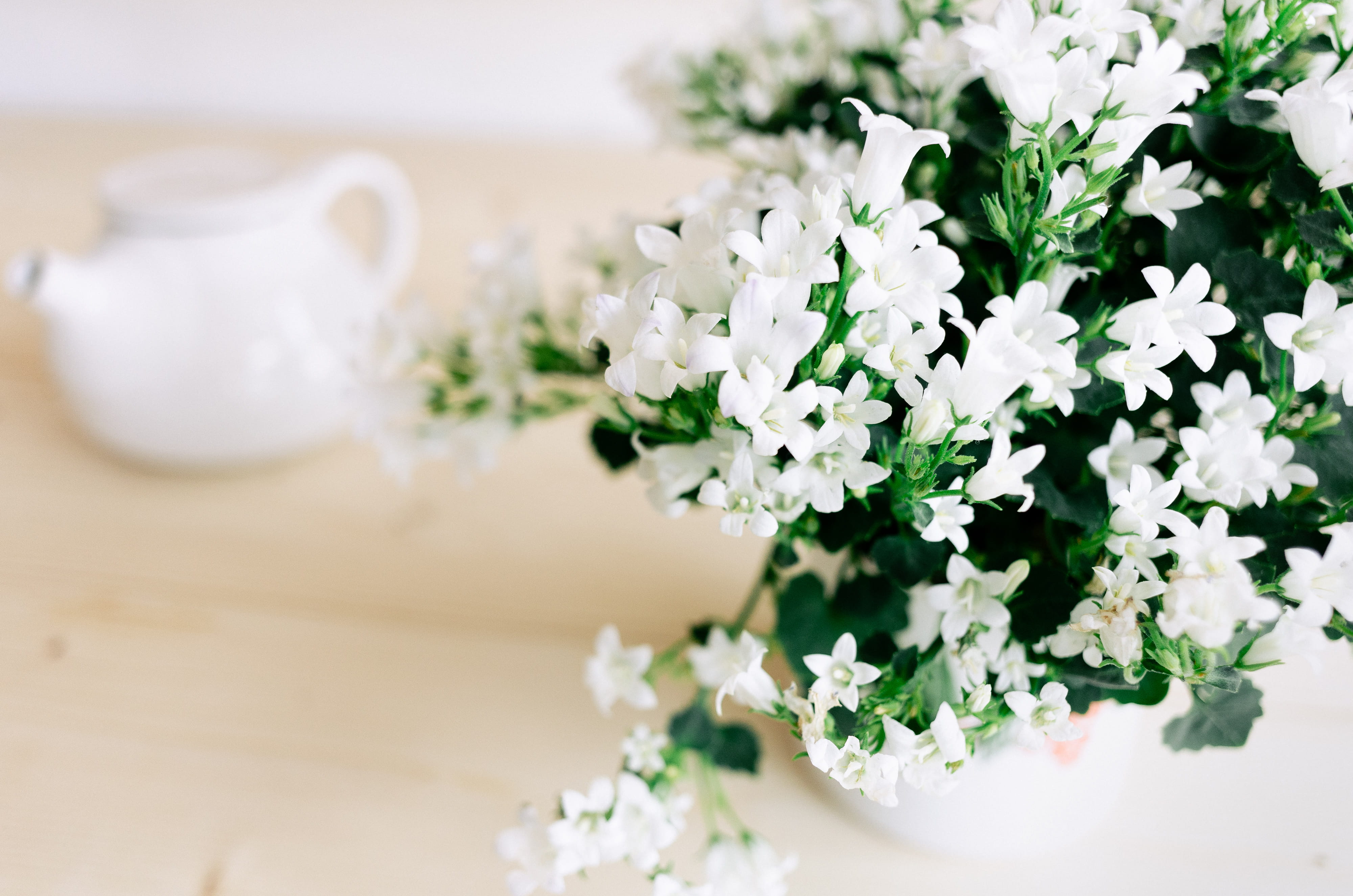 freshness, 4K, white color, indoors, close-up, flower head, still life, no people, flower, vase, flowers, wedding, arrangement, Summer, flower arrangement, HD Wallpaper