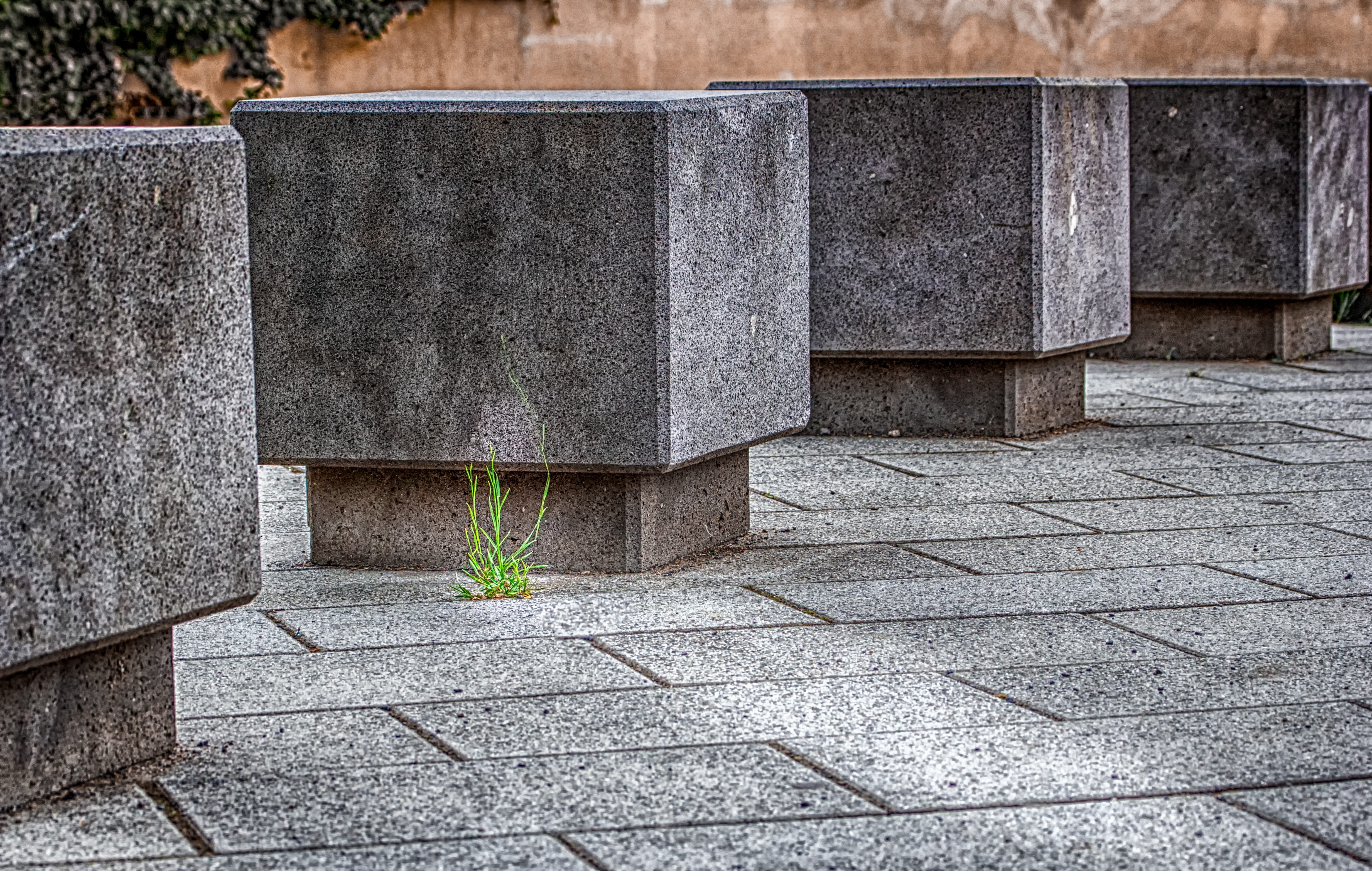 colorless, cement, growth, patch, wall, landscape, construction material, space, block, fight, concrete, footpath, masonry, green, potted plant, grow, scion, HD Wallpaper