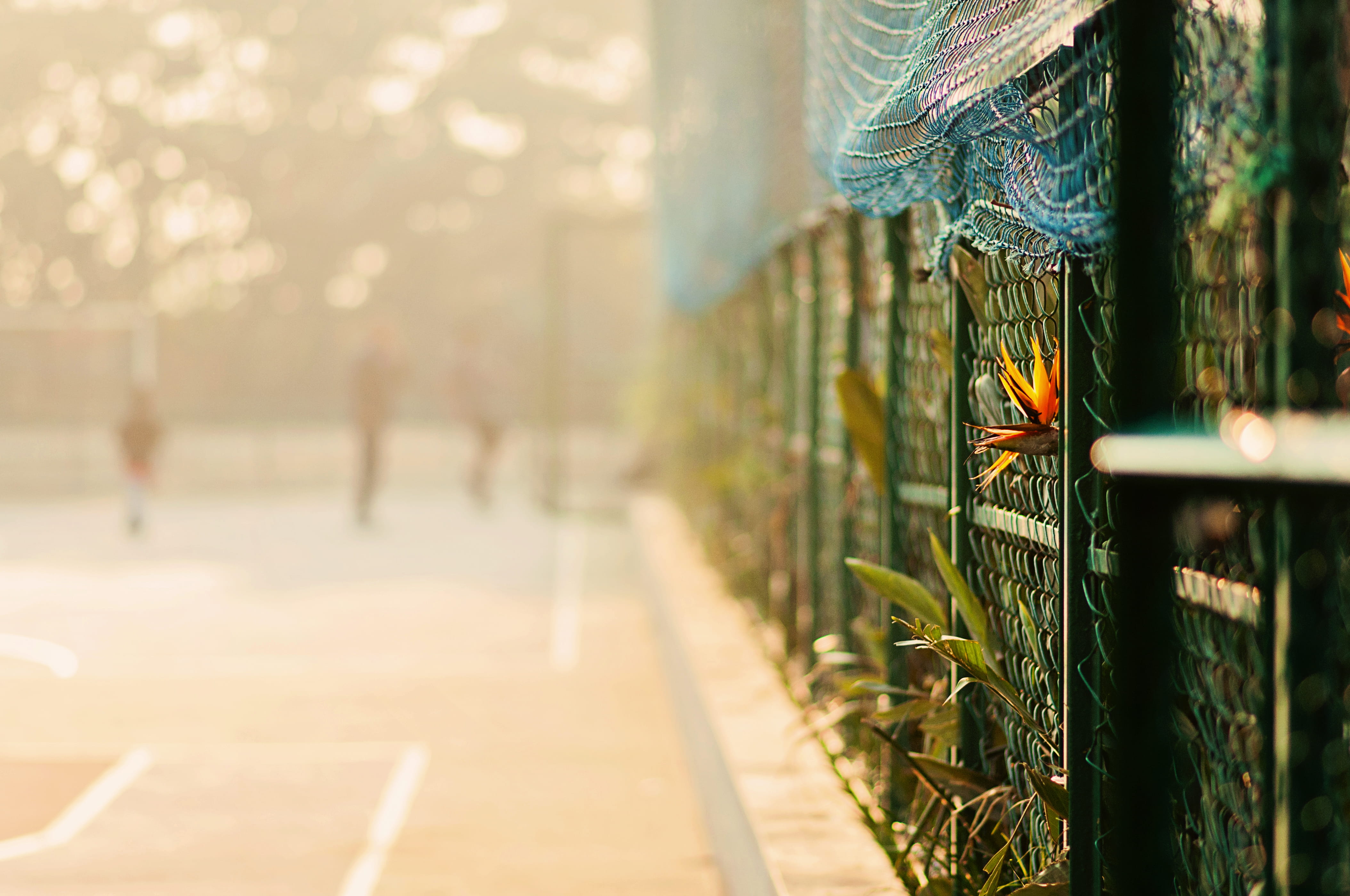 mist, boundary, arecaceae, incidental people, city, basketball court, pavement, architecture, fence, fog, focus on foreground, flora, palm tree, the way forward, HD Wallpaper