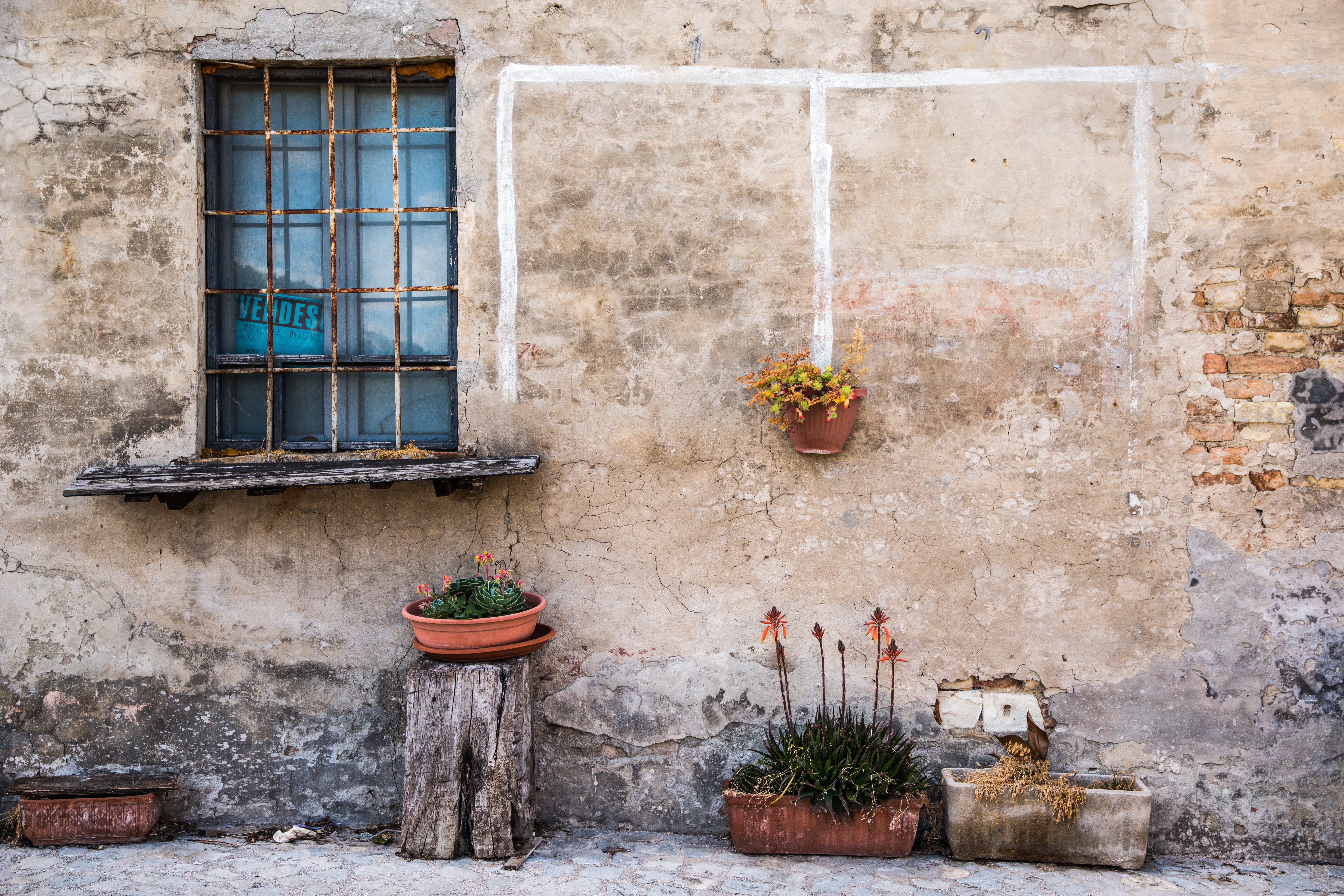 5K, flowering plant, day, plant, flower, potted, nature, building exterior, residential district, wall - building feature, flower pot, weathered, house, HD Wallpaper