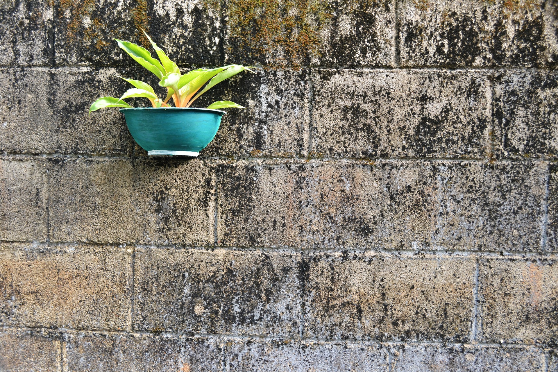 outdoors, no people, wall - Building Feature, gardening, day, 1080P, textured, plant, ceylon, wall, nature, cement pot, beginnings, plant part, green Color, HD Wallpaper
