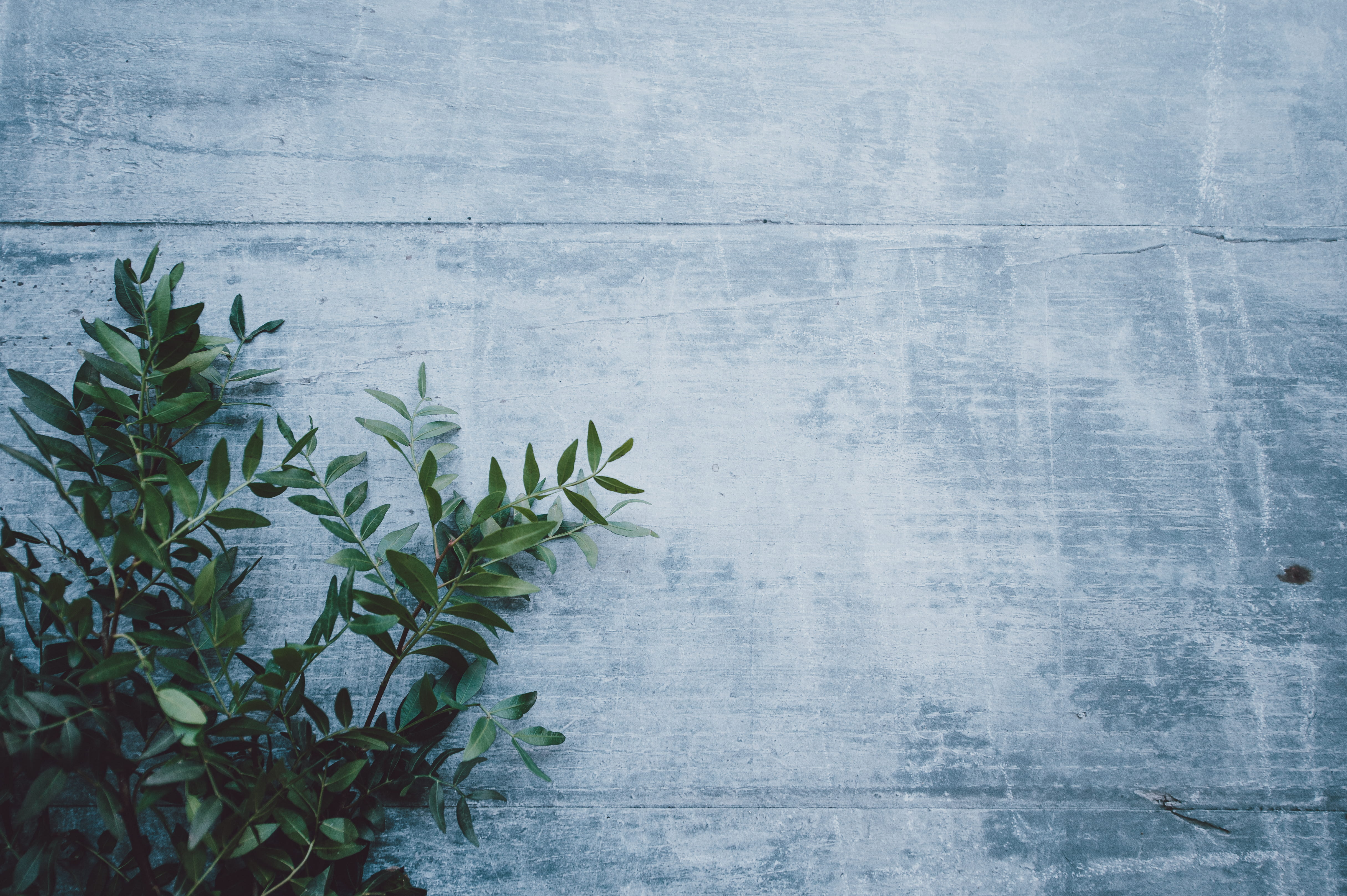 potted plant, no people, foliage, nature, wall - building feature, green, wooden, wood - material, outdoors, leaf, freshness, gray, growth, table, near, HD Wallpaper