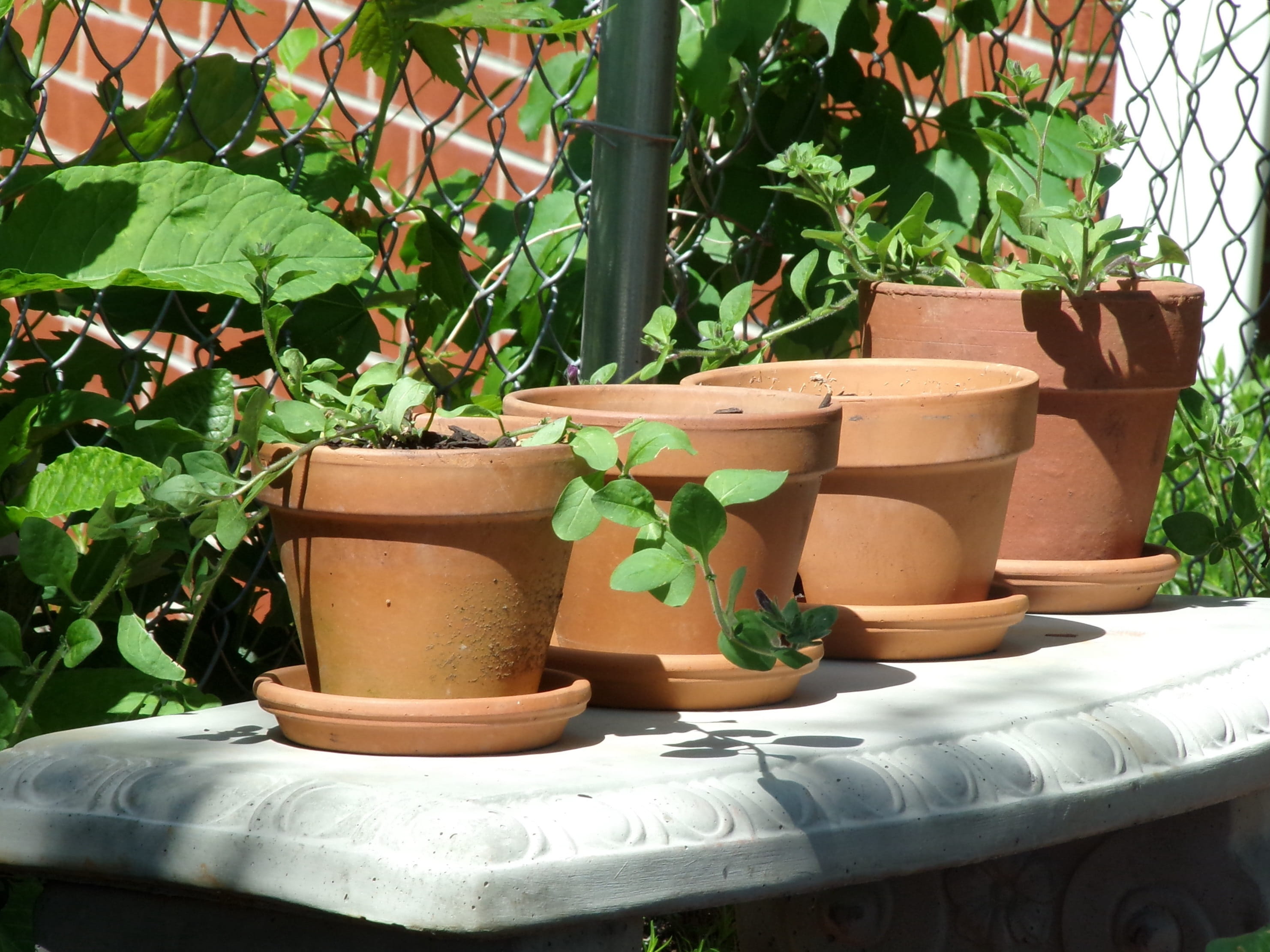 traditional, decorative, sunlight, close-up, Craft, flower pot, vase, earthenware, green color, pot, concrete, green, outdoors, plant, potted, day, brown, HD Wallpaper