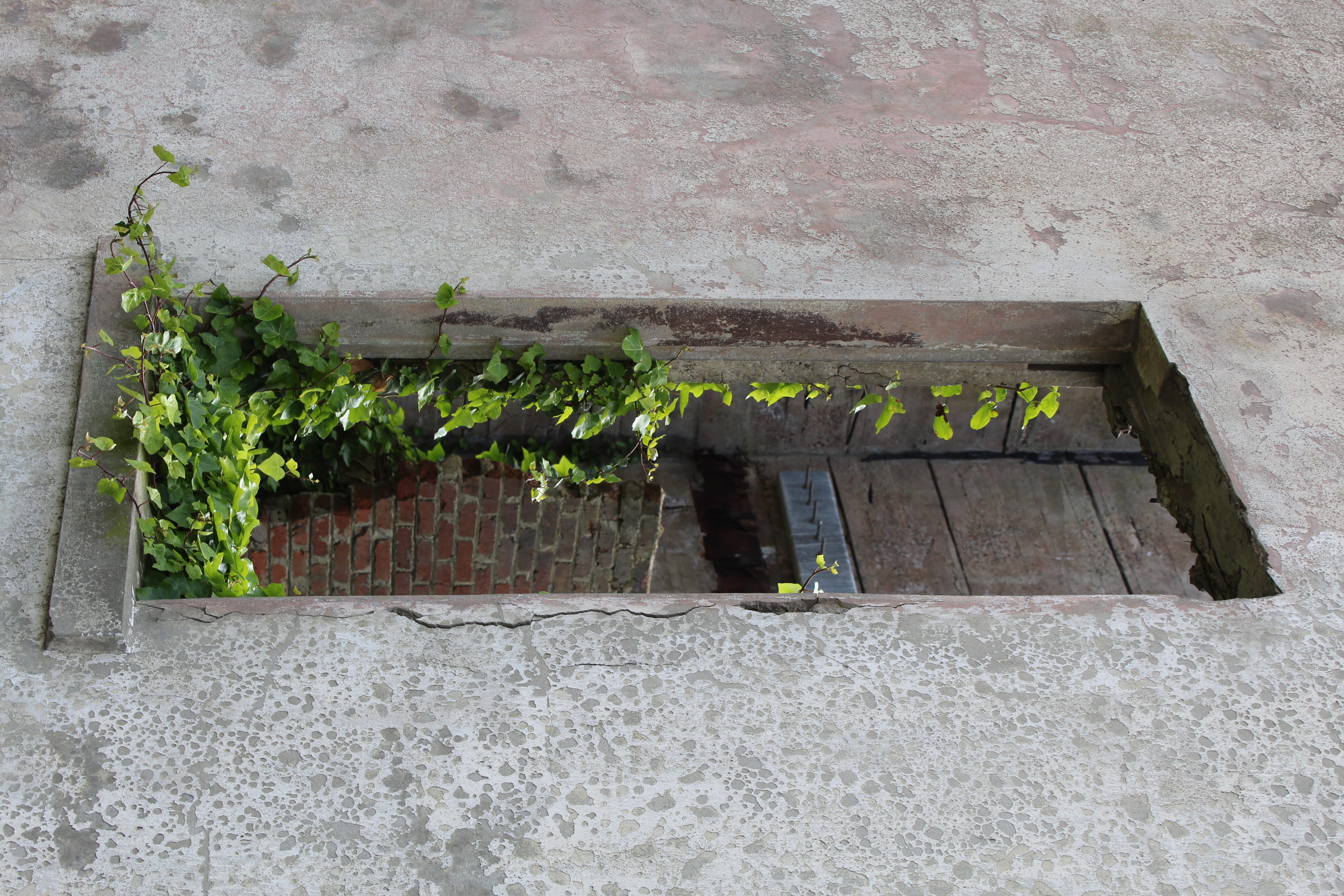 nature, day, plant part, building, concrete, outdoors, old, text, potted plant, leaf, green color, architecture, vine, wall, brick wall, rustic, plant, HD Wallpaper