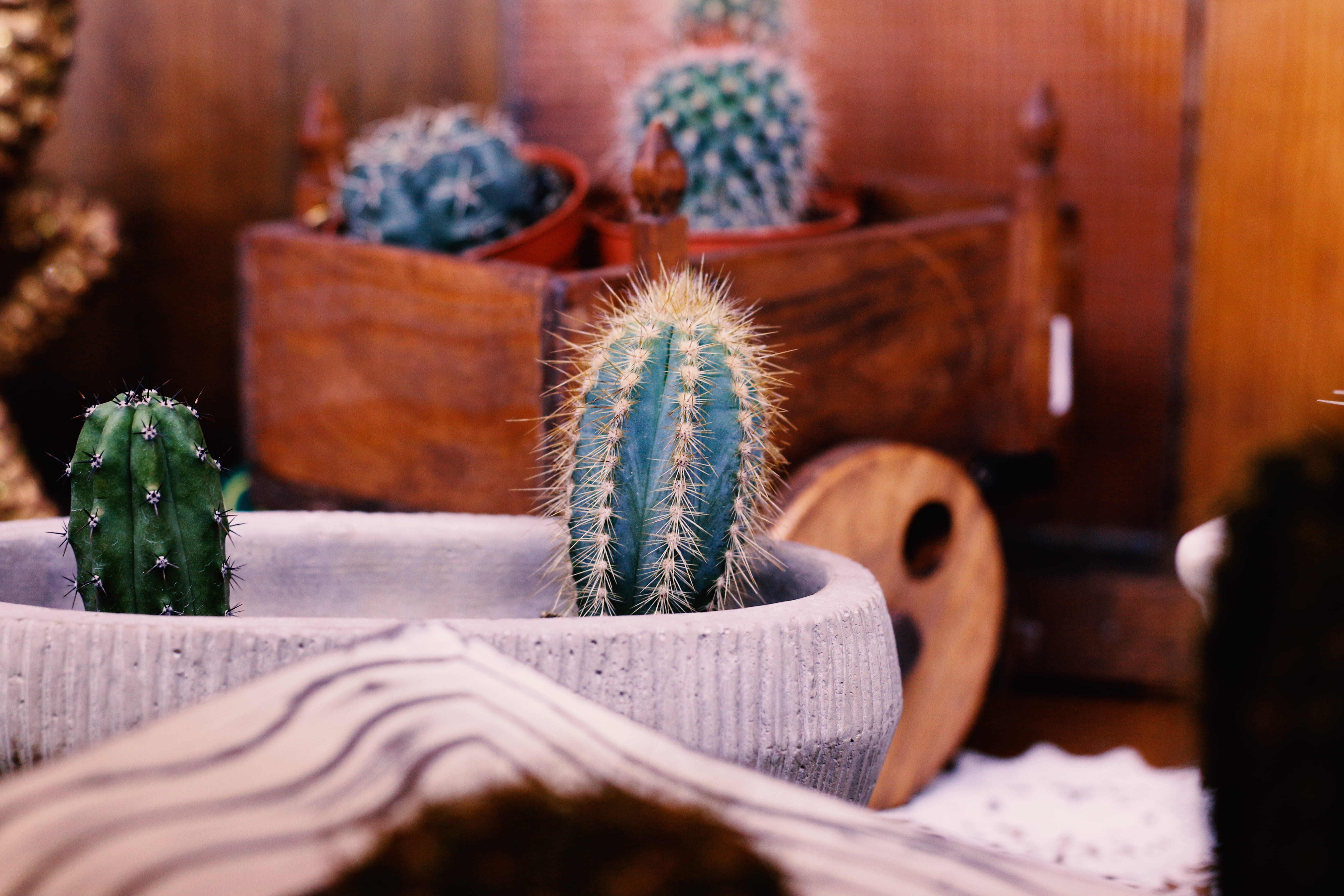 food and drink, 5K, wood - material, selective focus, concrete, day, potted plant, no people, domestic room, relaxation, furniture, lifestyles, table, HD Wallpaper