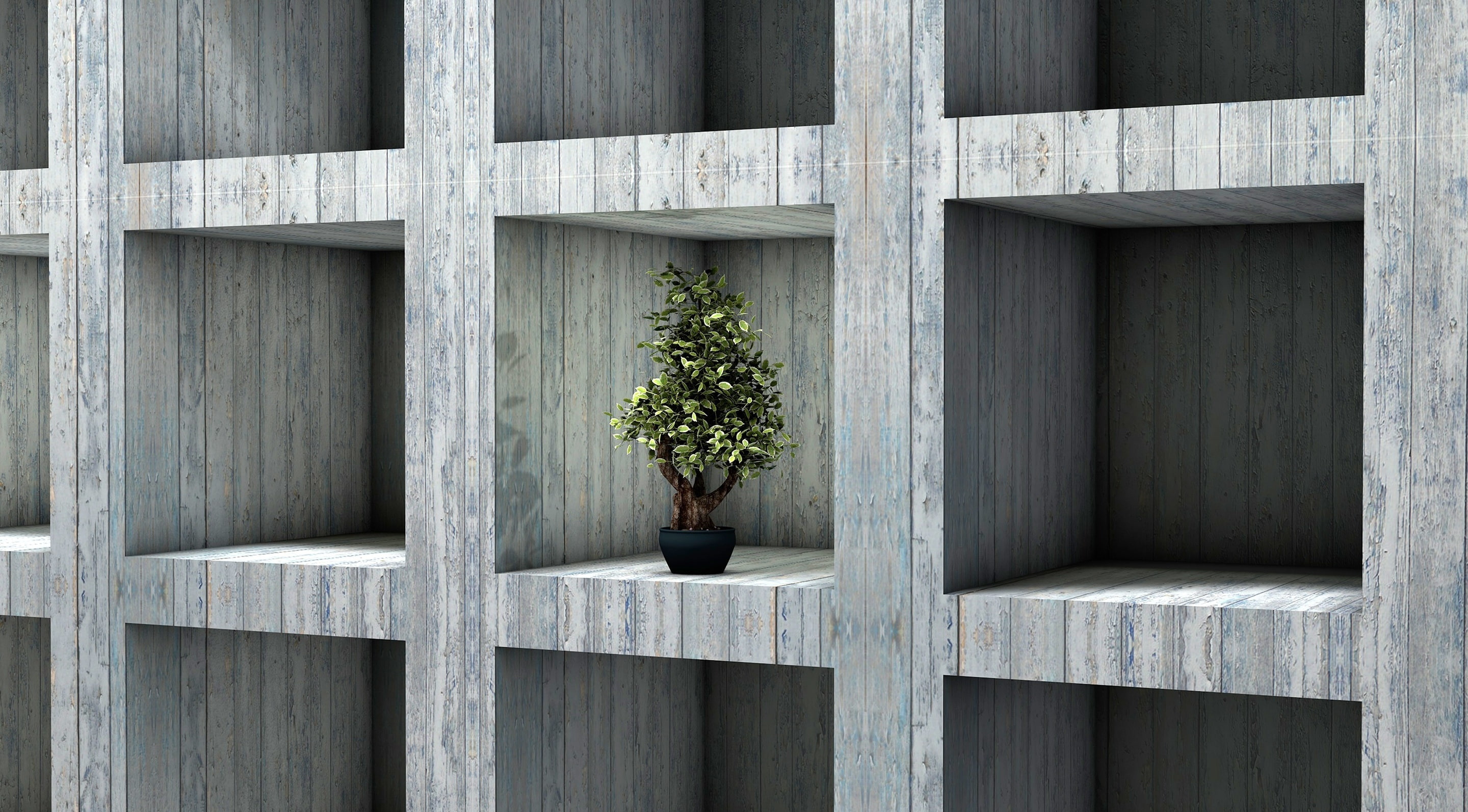 day, Tree, green color, growth, concrete, outdoors, Artistic, plant, no people, window, fence, 2K, sadness, Square, architecture, Bonsai, shape, Isolated, HD Wallpaper