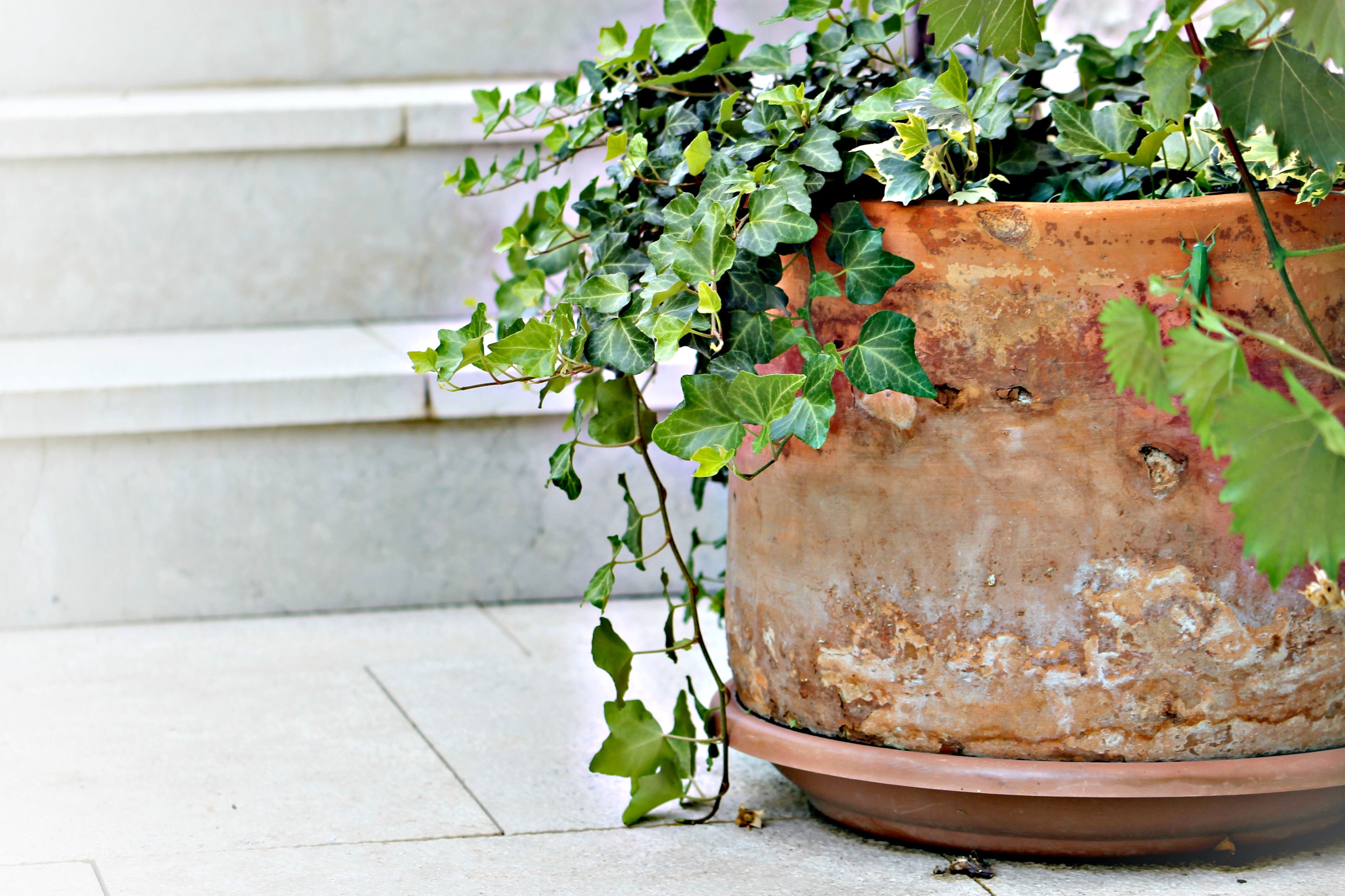tile, 4K, growth, potted plant, stair, outdoors, nature, day, plant, mediterranean, no people, potted flower, concrete, mood, wall - building feature, HD Wallpaper