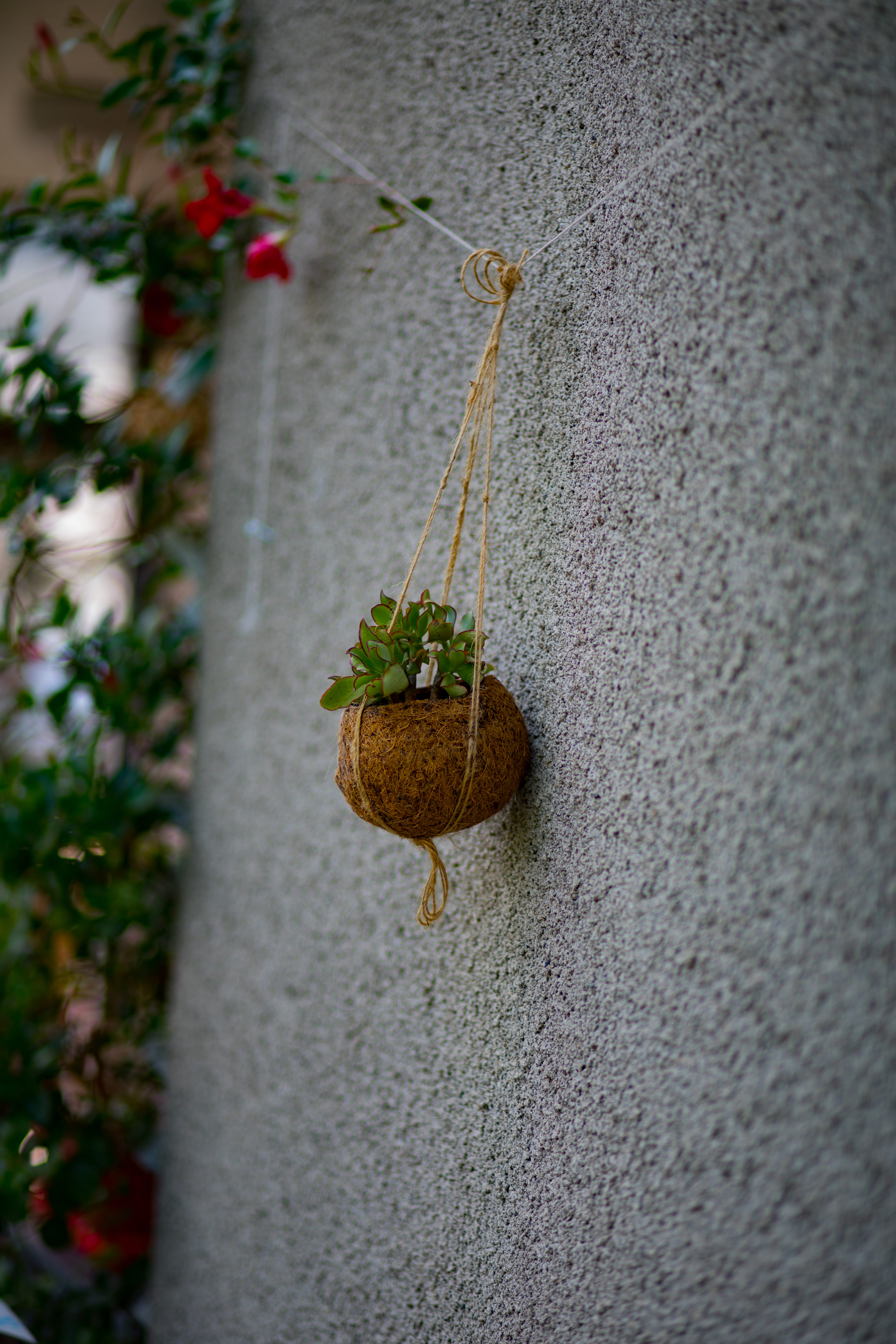 flowering plant, textured, decoration, outdoors, hanging, plant, architecture, concrete, potted plant, green color, geneva, close-up, 5K, flower, no people, Phone HD Wallpaper