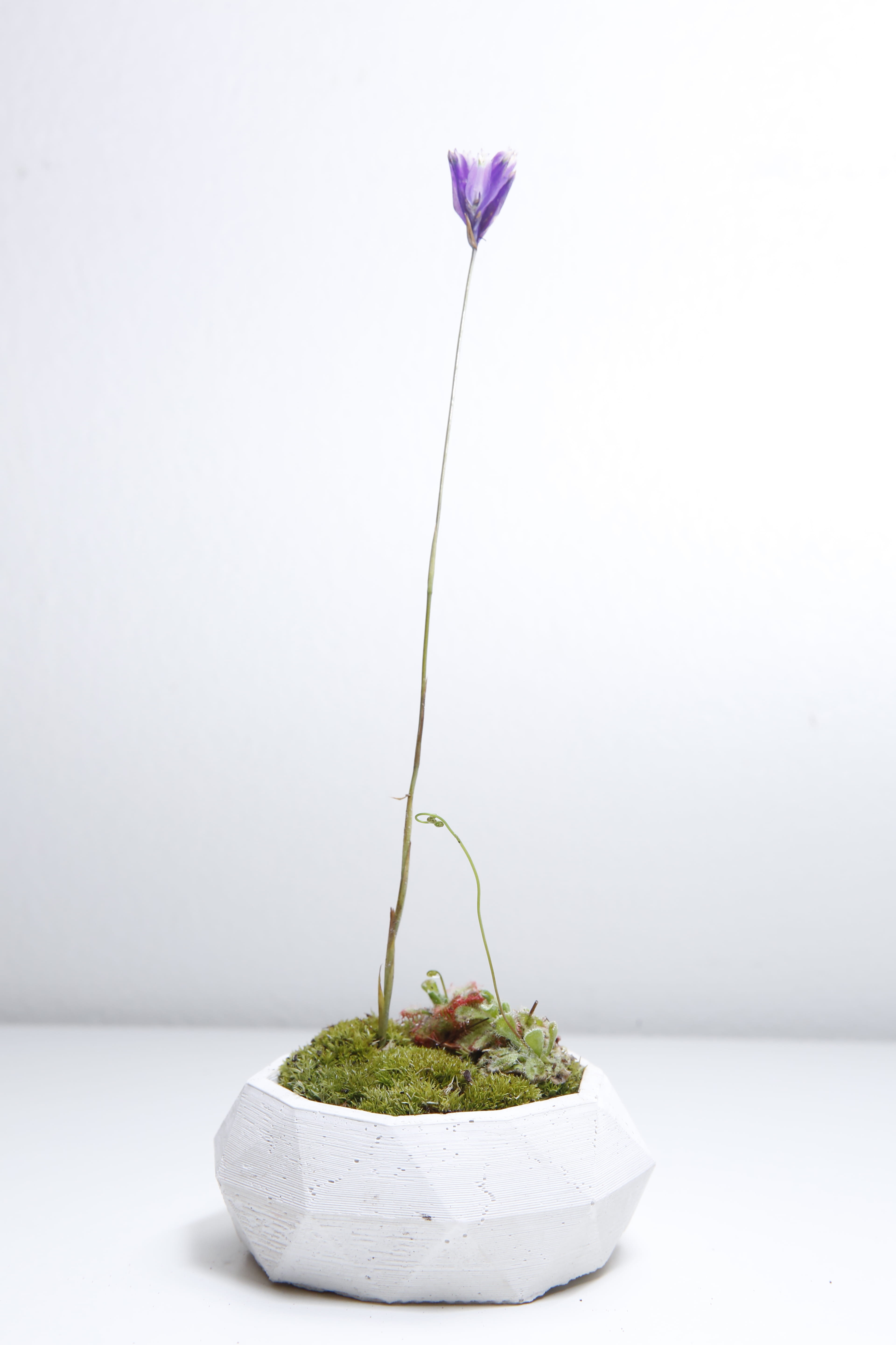 plant, no people, plant stem, purple, food and drink, nature, growth, wall - building feature, studio shot, leaf, flower, freshness, beauty in nature, white background, Phone HD Wallpaper