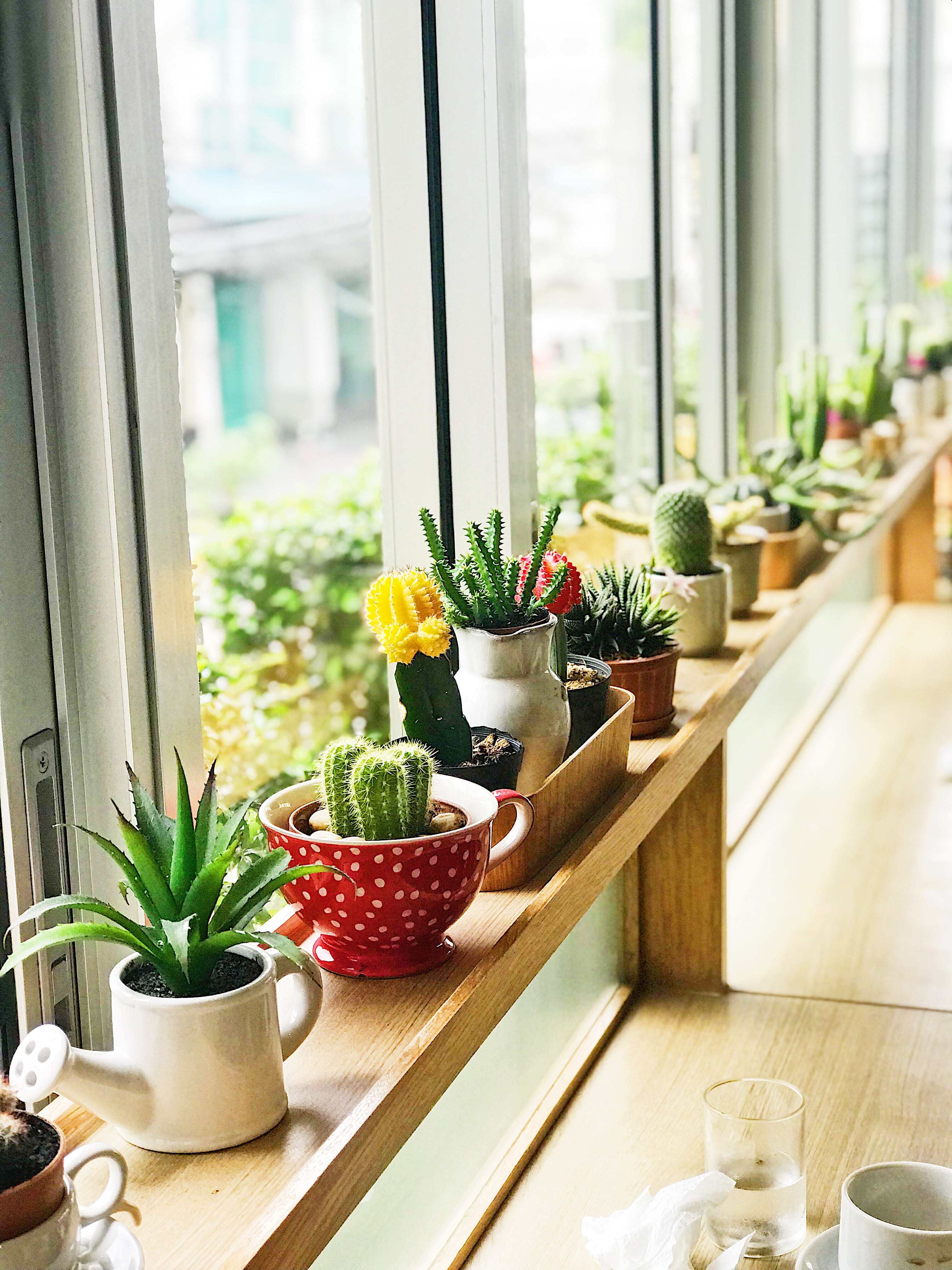 houseplant, near, daytime, plants, cacti, window, nature, green, flower pot, interior, drinking glass, succulent plants, interior design, freshness, flowering plant, Phone HD Wallpaper