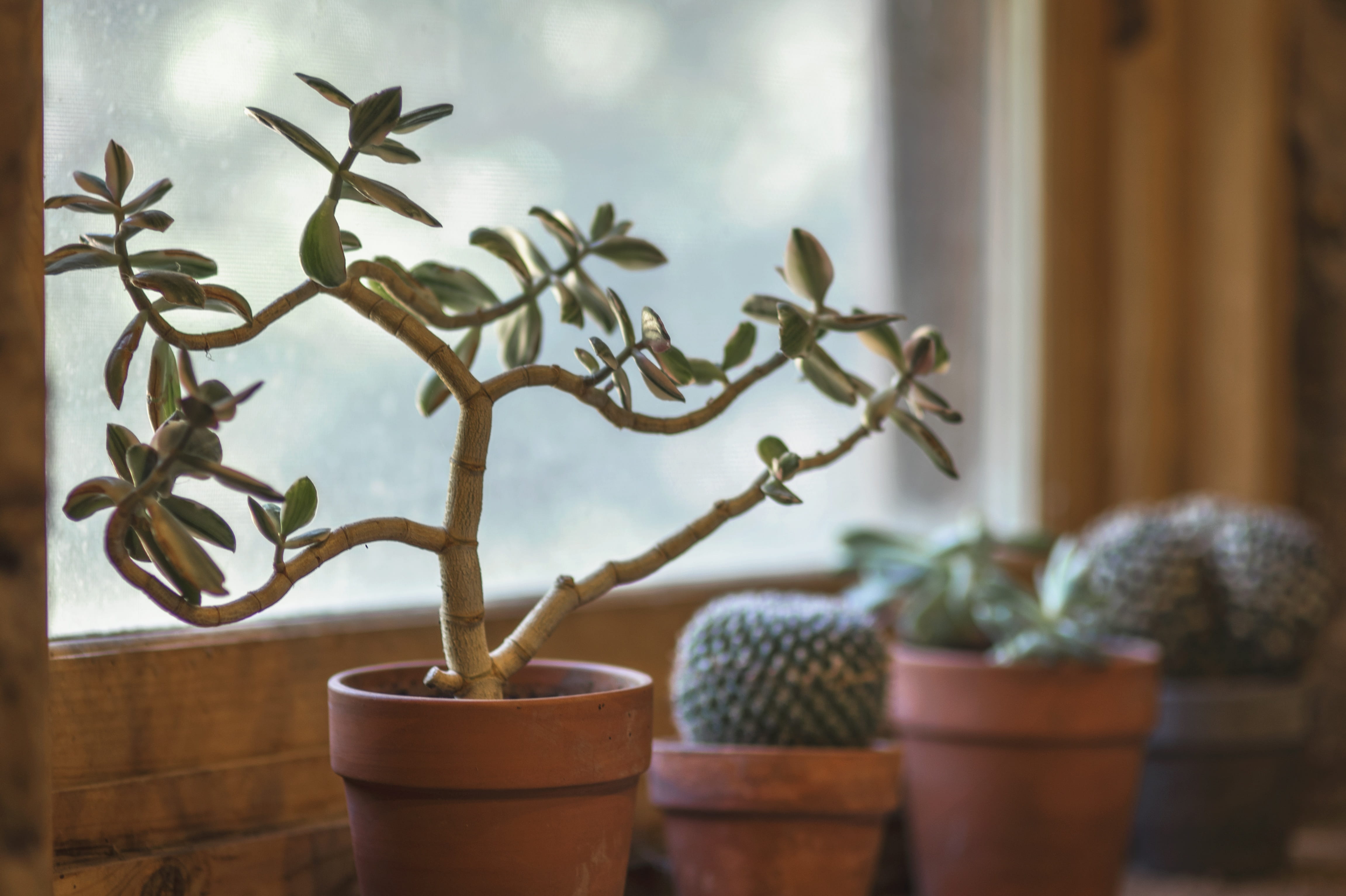 clay, interior, garden, decoration, 4K, design, potted plant, natural, house, succulent, decor, leaf, focus on foreground, flower pot, day, indoors, botany, HD Wallpaper