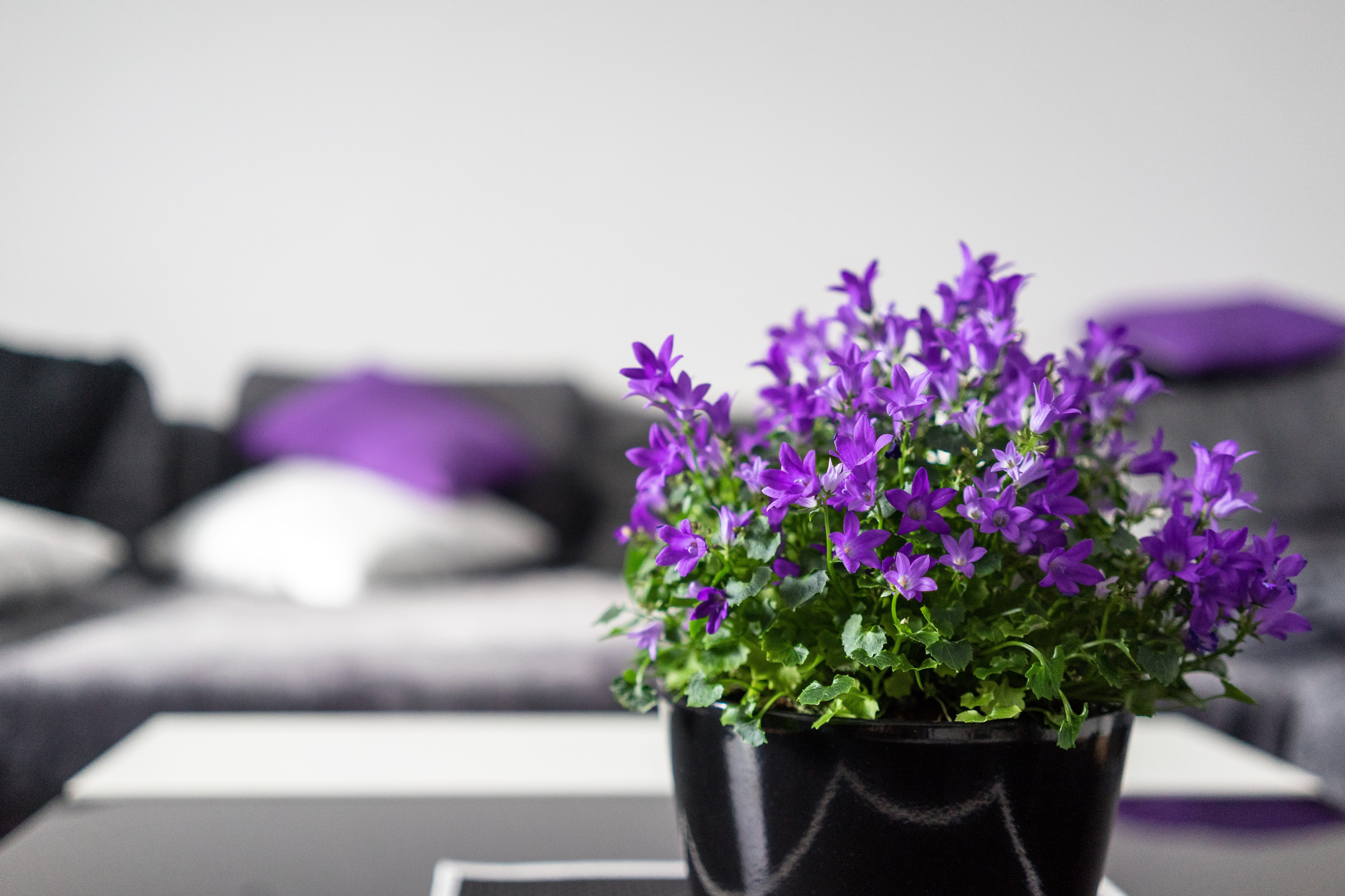 nature, leaved, beauty in nature, decoration, Violet, facilities, decor, black, interior design, furniture, flower, day, fragility, potted plant, no People, HD Wallpaper