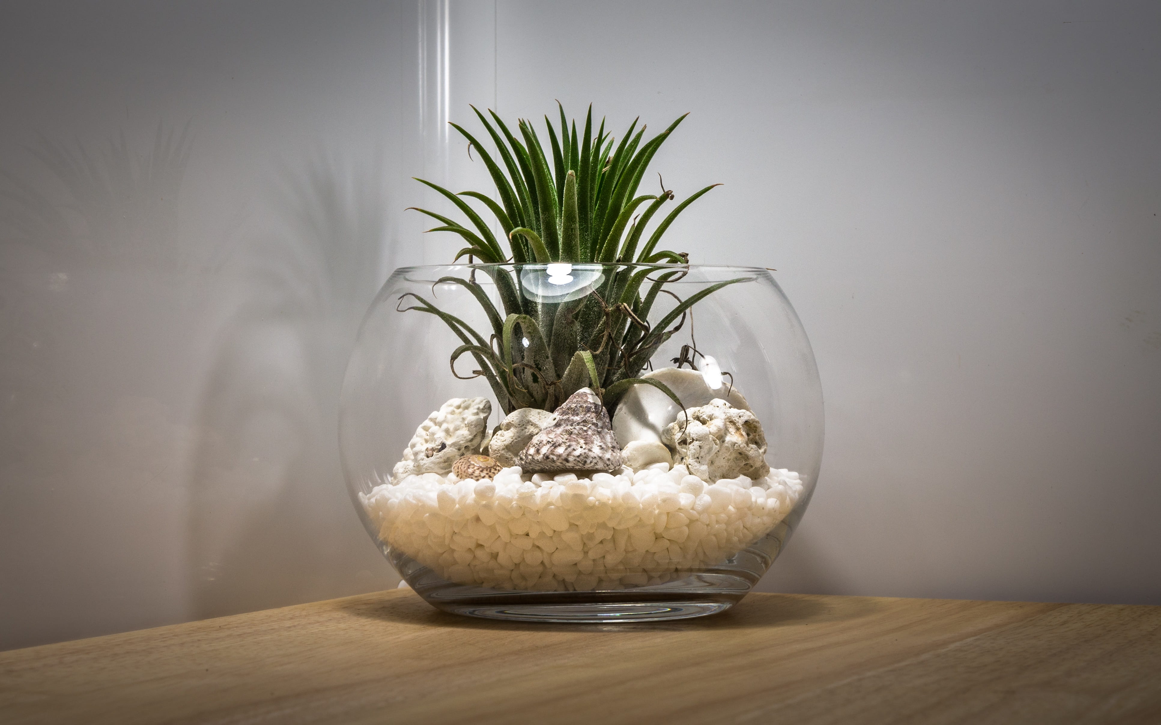 container, interior, Asia, mont-dol, clam, collar detailing, last, wipes, this is the last company, potted plant, The Last Company, day, teal, transparency, HD Wallpaper