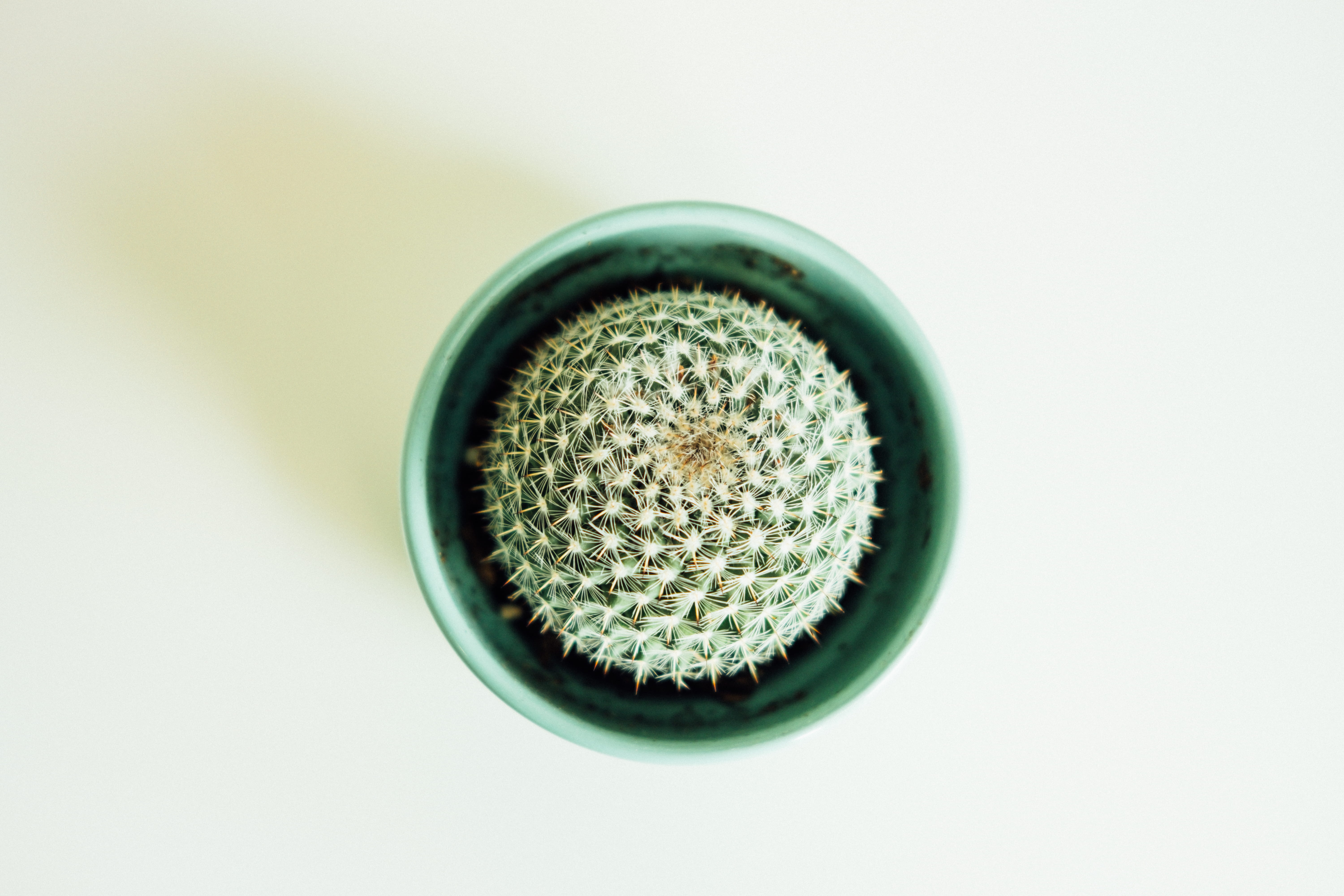jewelry, cactus, cacti, no people, pot, rough, green, bling, directly above, design, shape, round, cut out, close-up, decor, simplicity, focus on foreground, HD Wallpaper