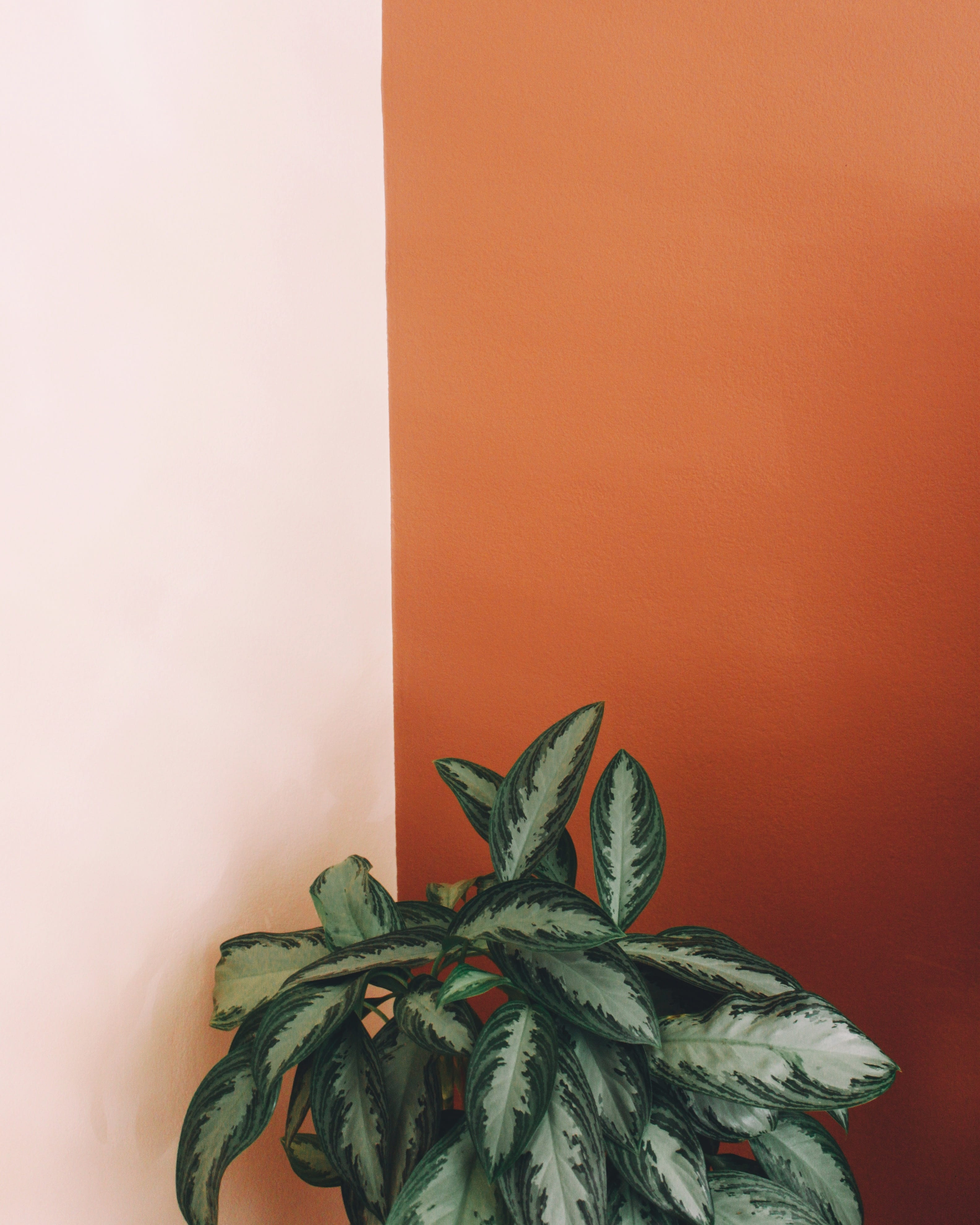 photo, still life, growth, wall - building feature, white, plant, chinese, nature, celebration, indoors, dumb, home interior, copy space, minimalist, cane, Phone HD Wallpaper