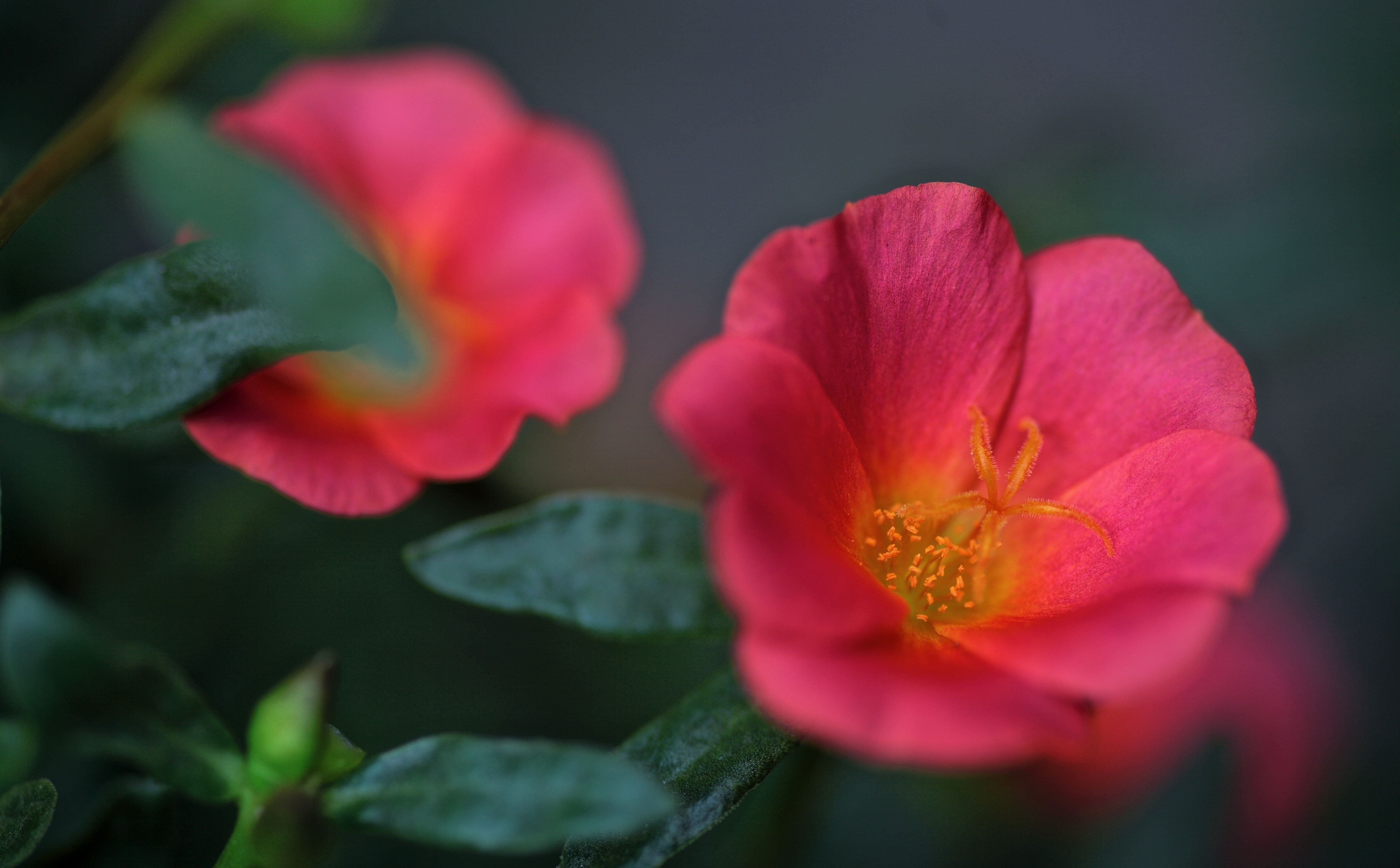 flowering plant, tamron, plant, flower head, beauty in nature, outdoors, Blossom, petal, Portulaca, rayqual, bokeh, no people, canon, 5dmarkii, pollen, HD Wallpaper