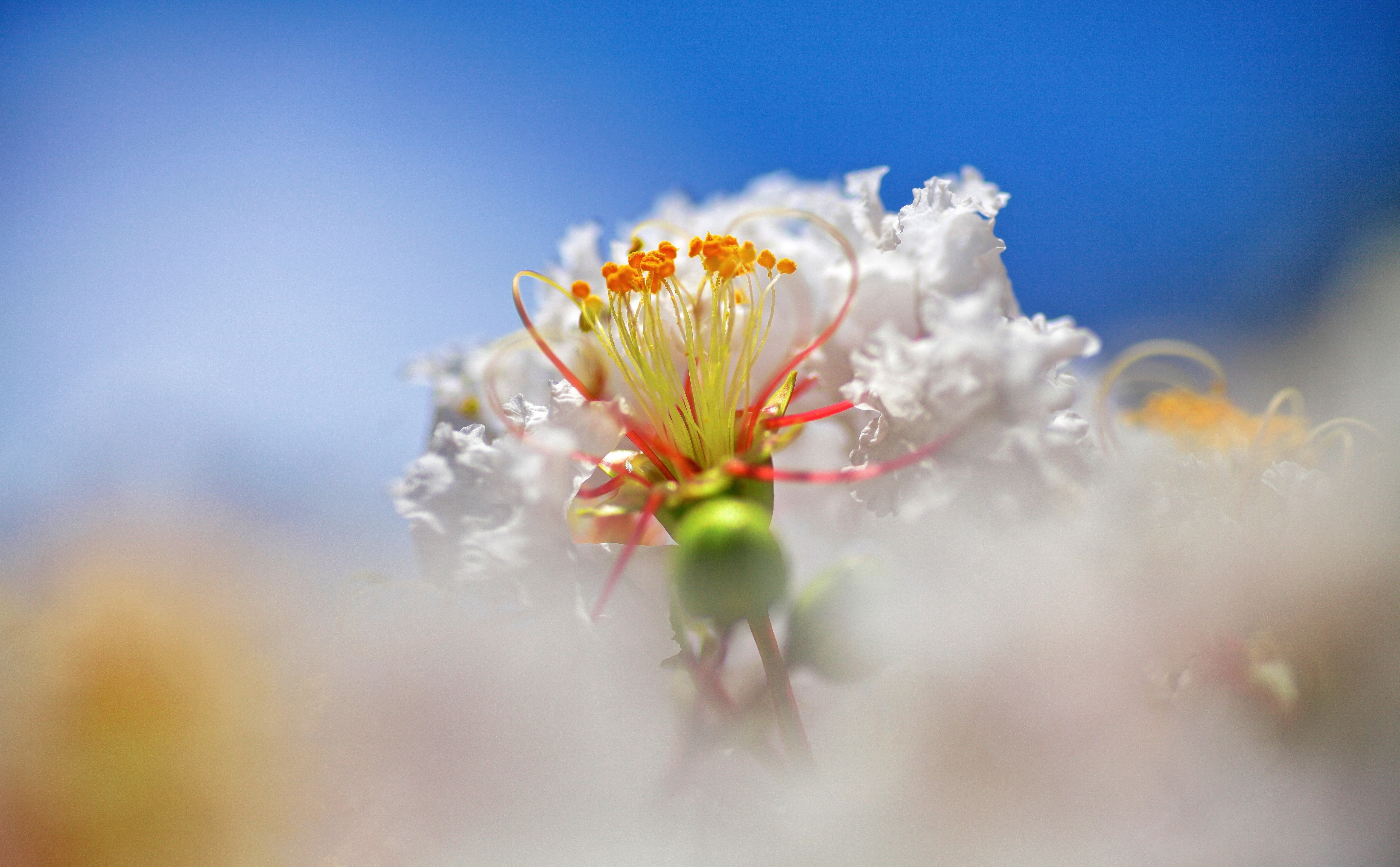 myrtle, springtime, growth, rayqual, soft focus, close-up, flower head, Japan, outdoors, Flower, white color, purity, no people, crape, petal, Macro, pollen, HD Wallpaper
