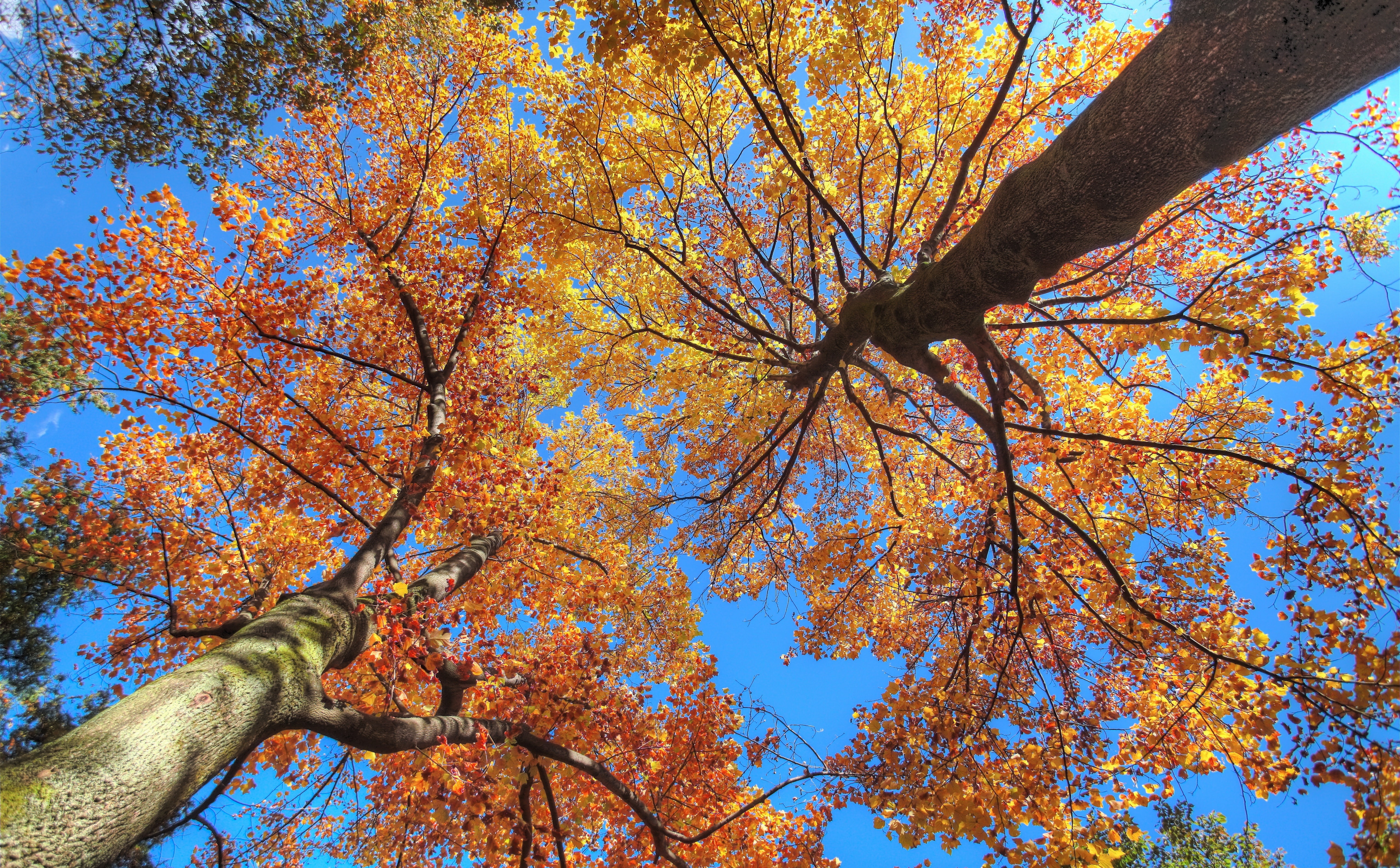 Trees, growth, day, photomatixpro, plant, Golden, beauty in nature, bluesky, low angle view, tree, ultrawide, nature, trunk, outdoors, tamron, 5dmarkii, HD Wallpaper