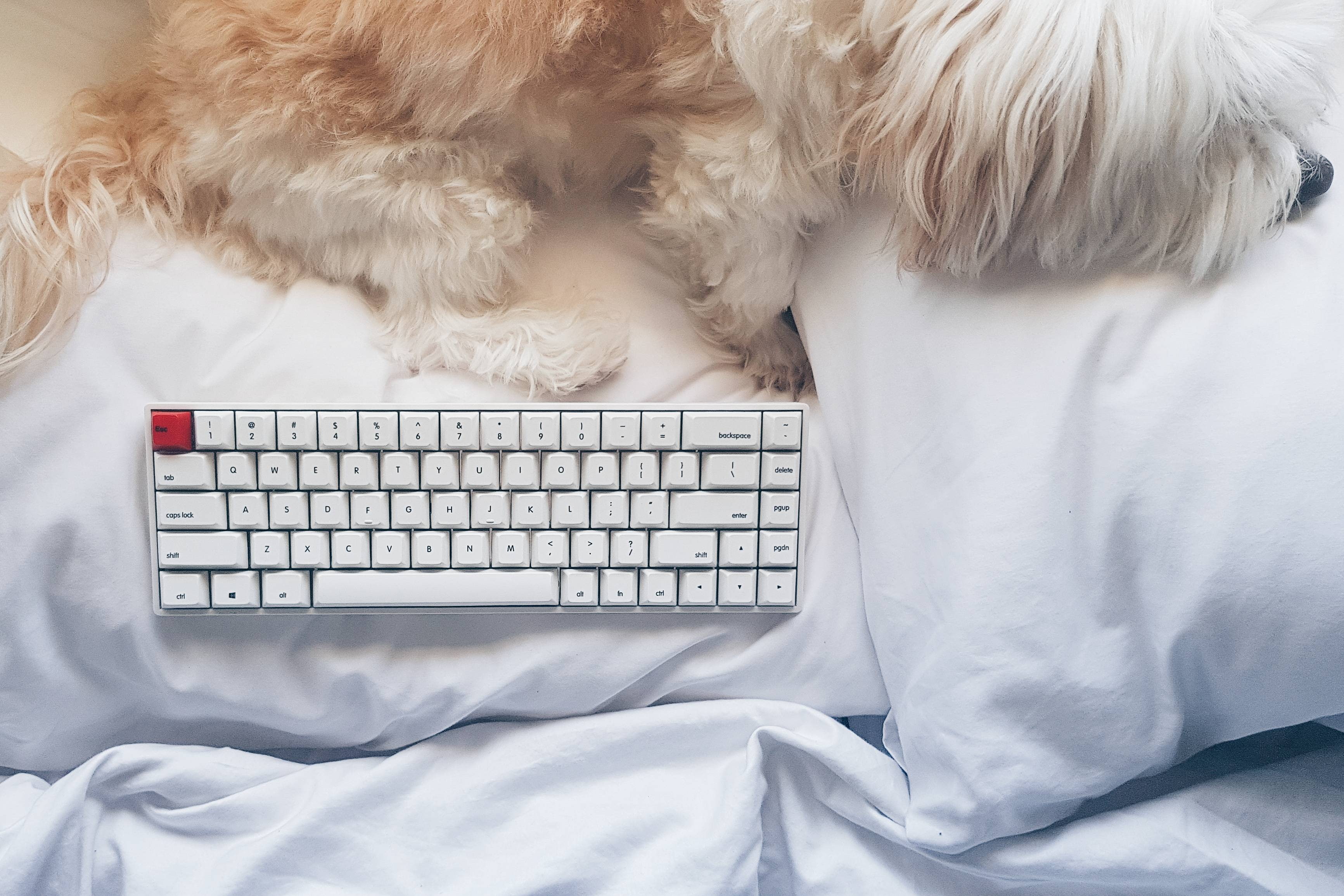 2K, dog, mechanical keyboard, pillow, bed, HD Wallpaper