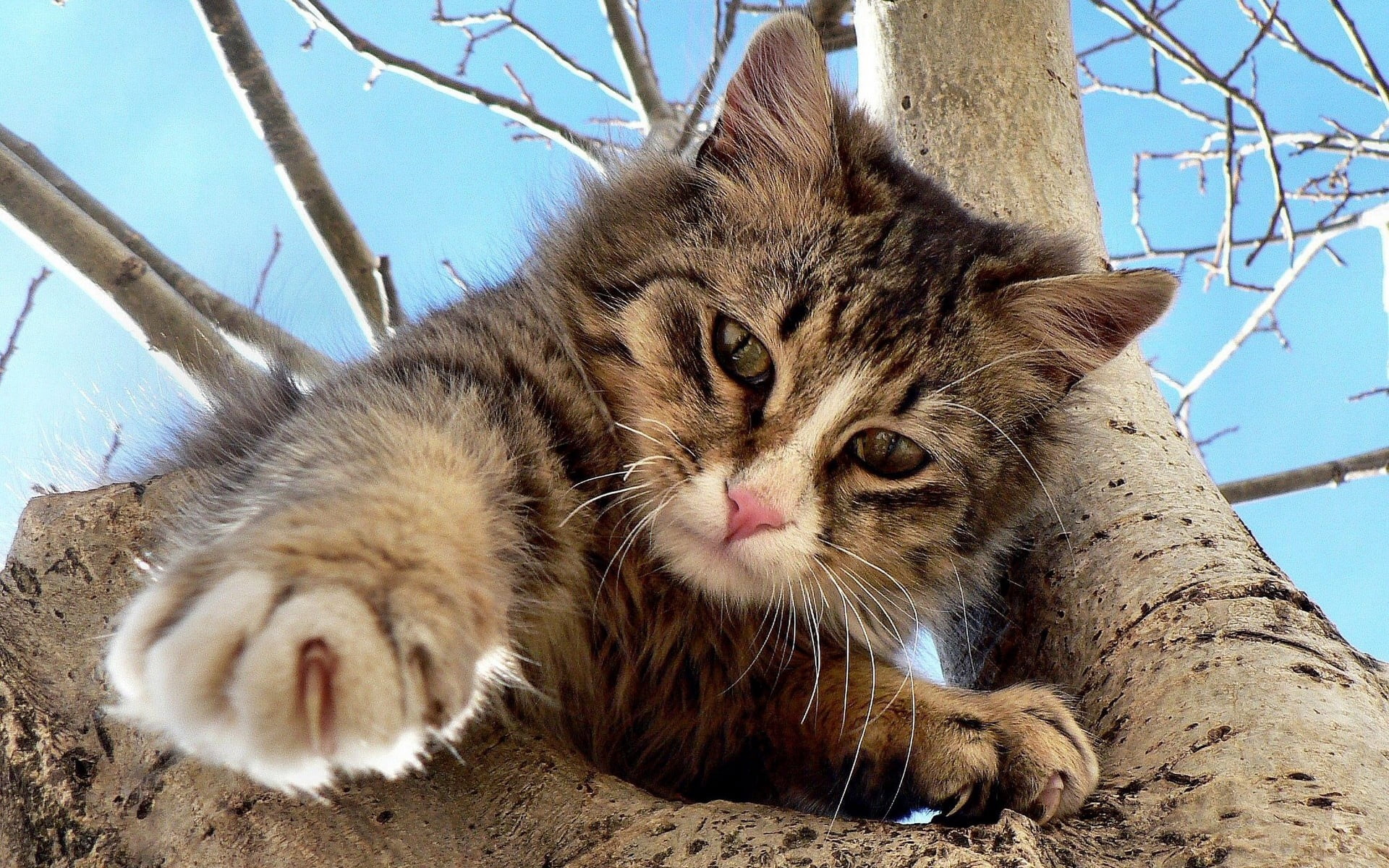 nature, animal themes, climb, gato, fur, tree, outdoors, domestic Animals, looking, kitten, animal, domestic, day, relaxation, beautiful, mammal, fluffy, HD Wallpaper