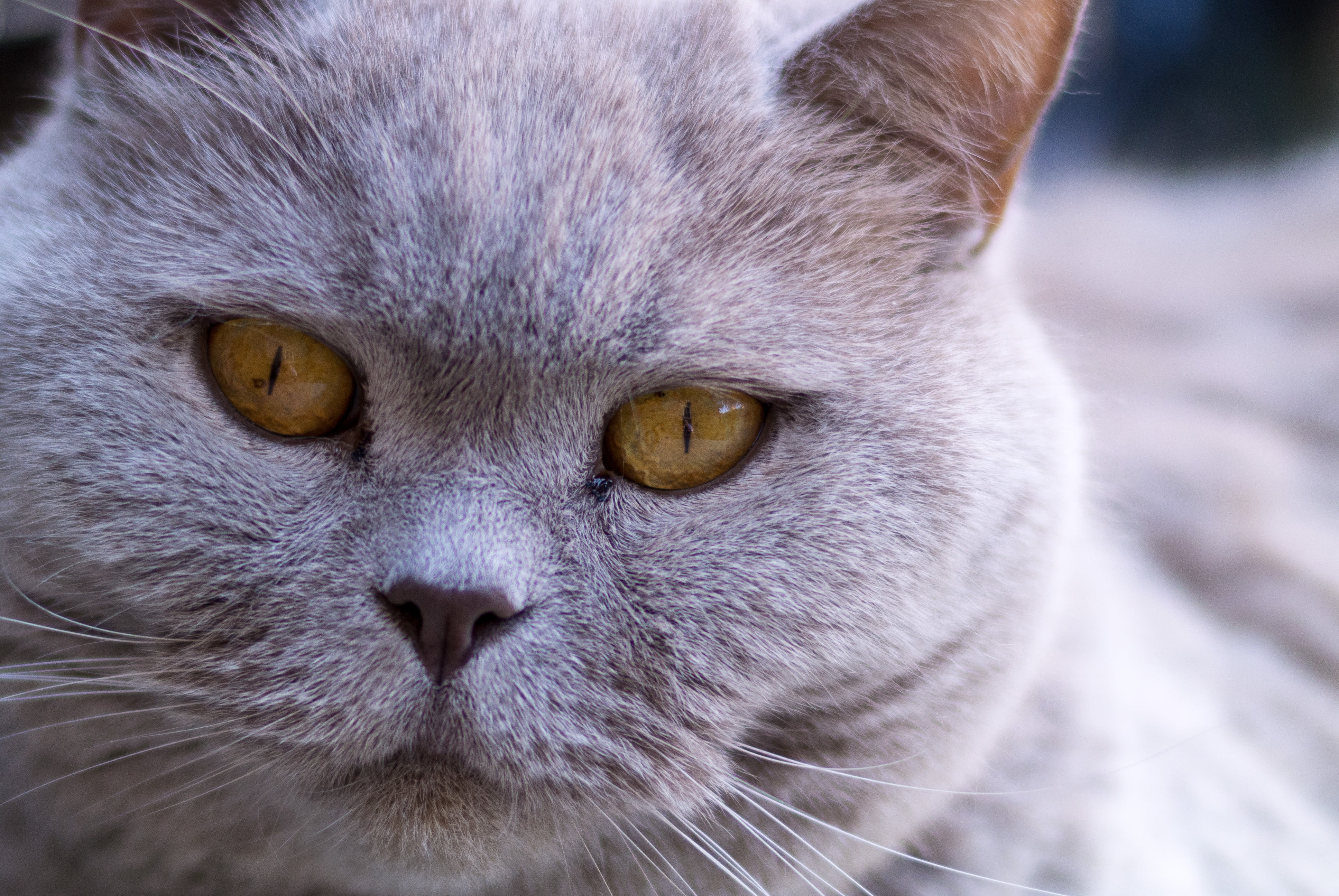 fur, domestic, domestic Animals, kitten, animal, pets, cute, animal Eye, feline, 4K, cat, domestic Cat, looking, HD Wallpaper