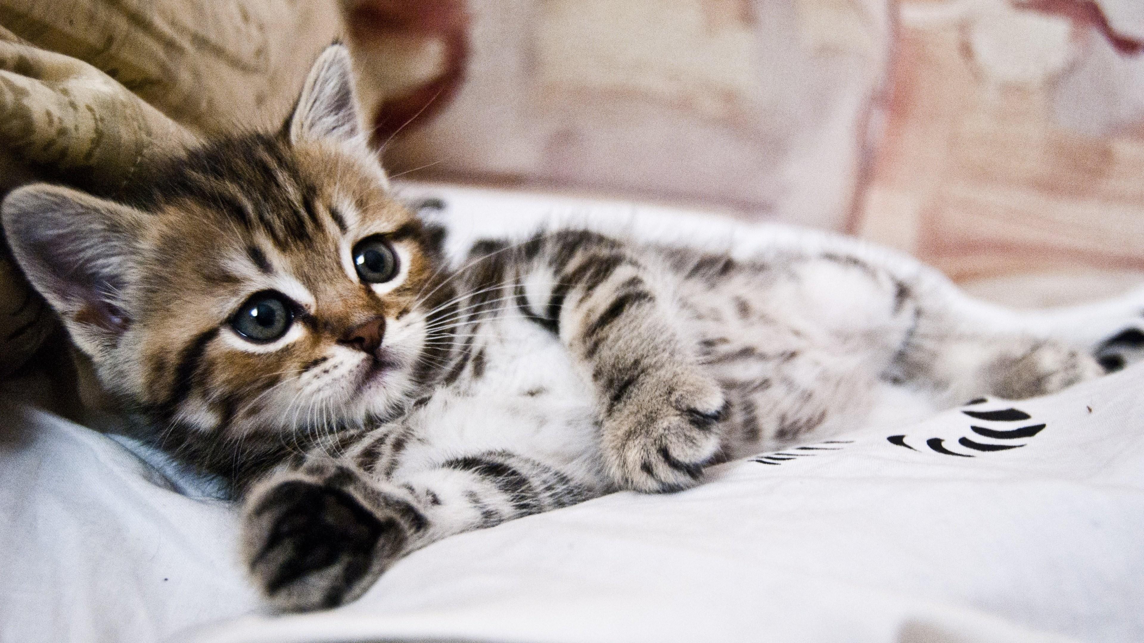 cute, domestic, kitty, 4K, cat, HD Wallpaper