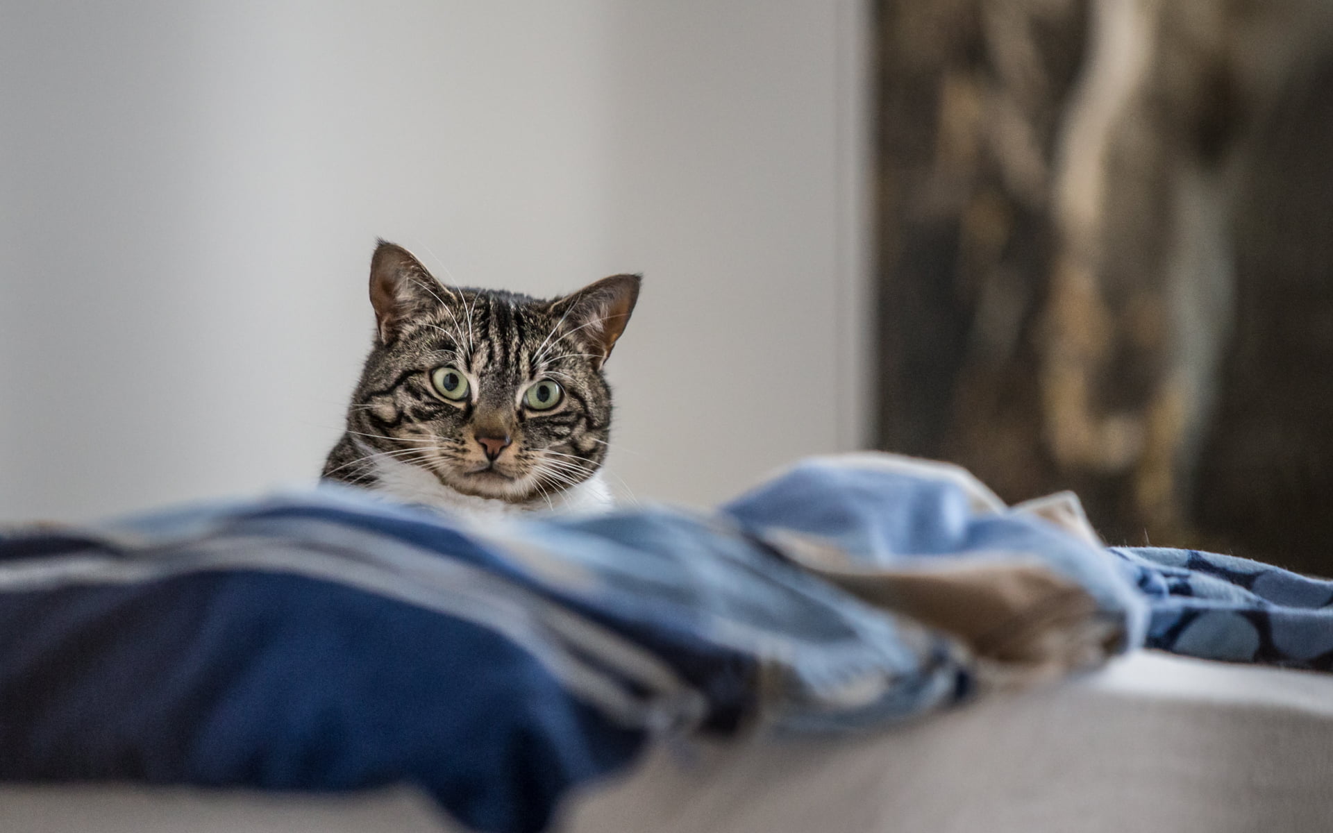 silver, domestic Animals, tabby, pets, animal, feline, domestic Cat, cat, room, 1080P, mammal, cute, HD Wallpaper