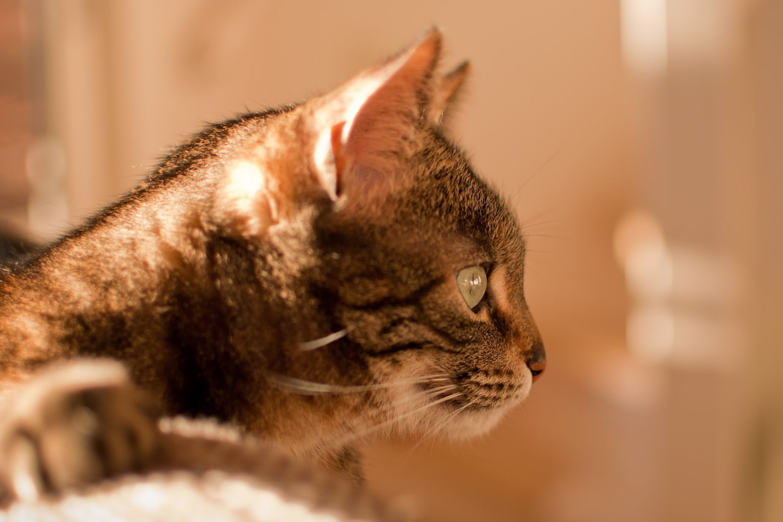 domestic Animals, kitten, animal, feline, photo, domestic Cat, brown, pets, tabby, cute, close, mammal, 720P, cat, HD Wallpaper