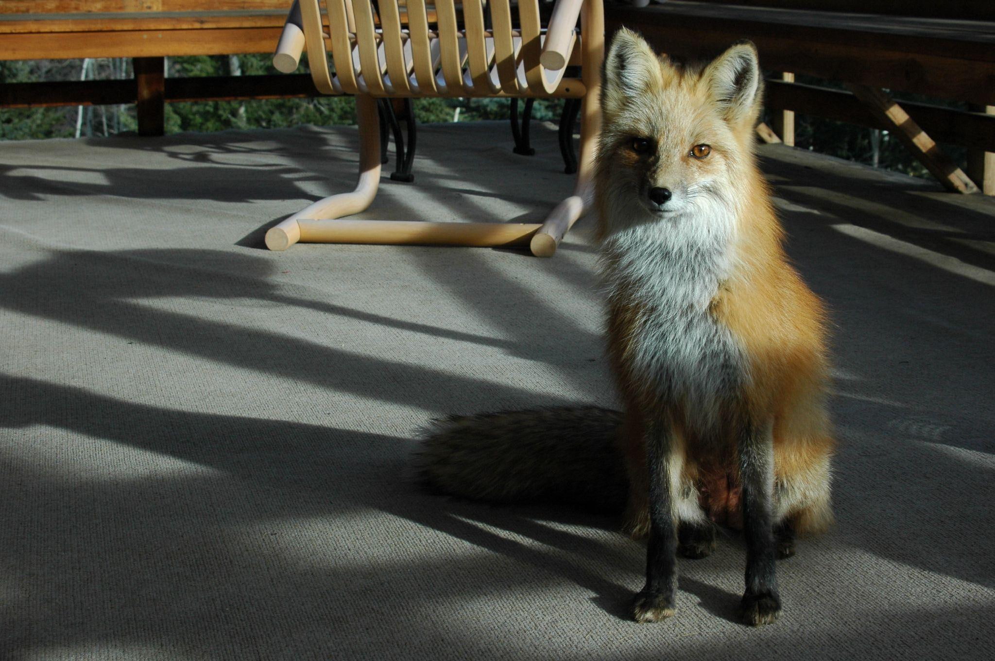 1080P, good, animals, animal, fox, domestic, HD Wallpaper