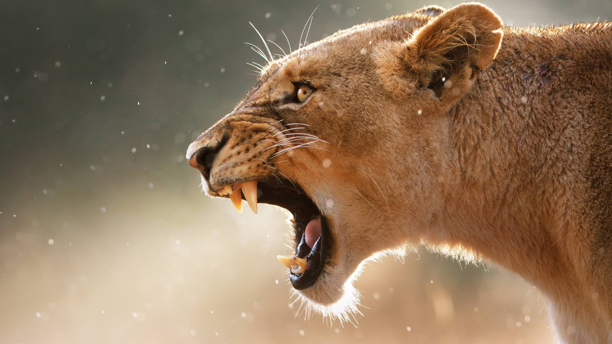 animal mouth, close-up, animal wildlife, no people, animal head, outdoors, 1080P, anger, aggression, mouth, roaring, mouth open, animals in the wild, animal, HD Wallpaper