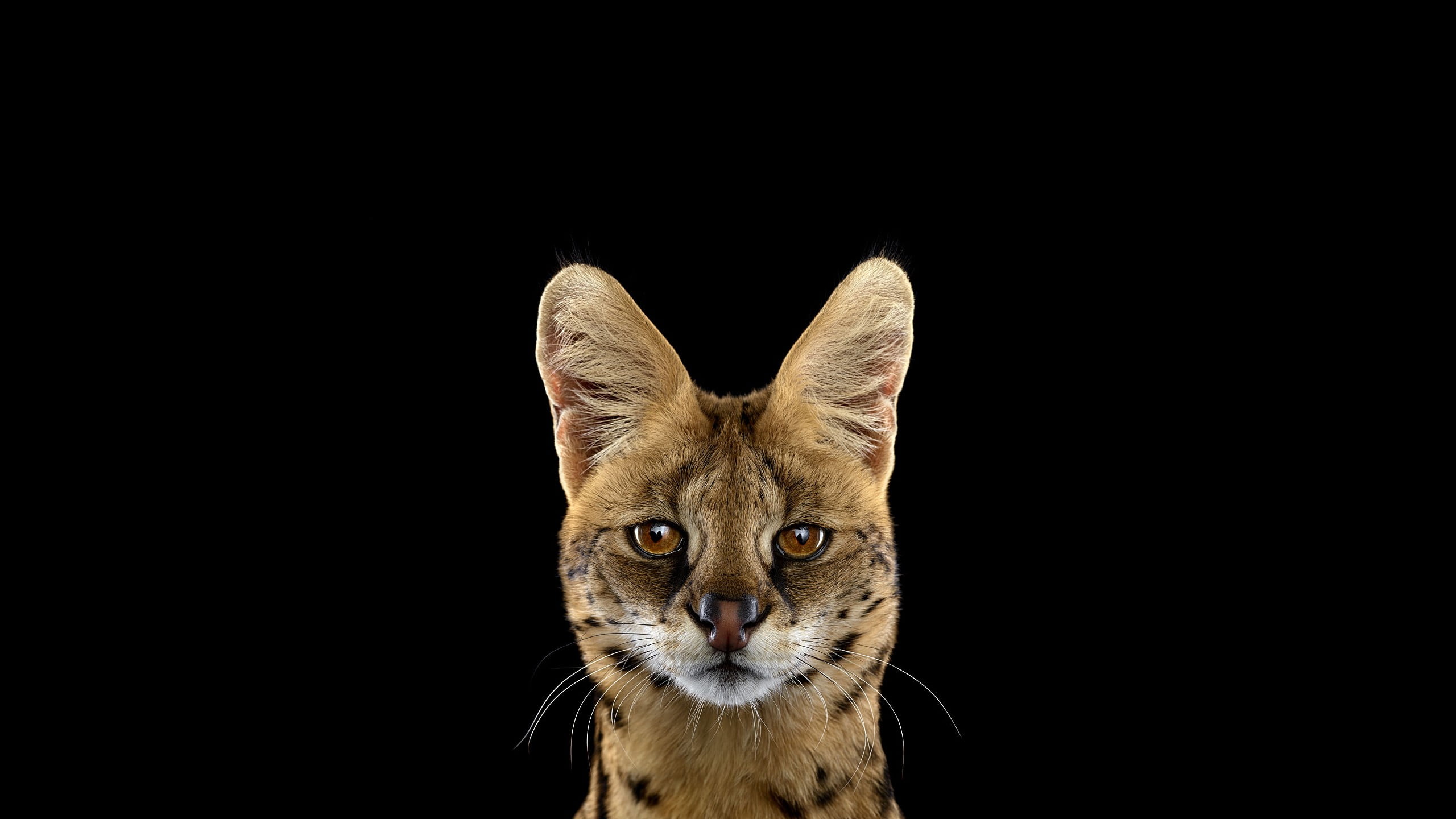 vertebrate, domestic, no people, front view, tabby, feline, domestic animals, pets, whisker, animal head, copy space, animal, black, photography, animal body part, HD Wallpaper