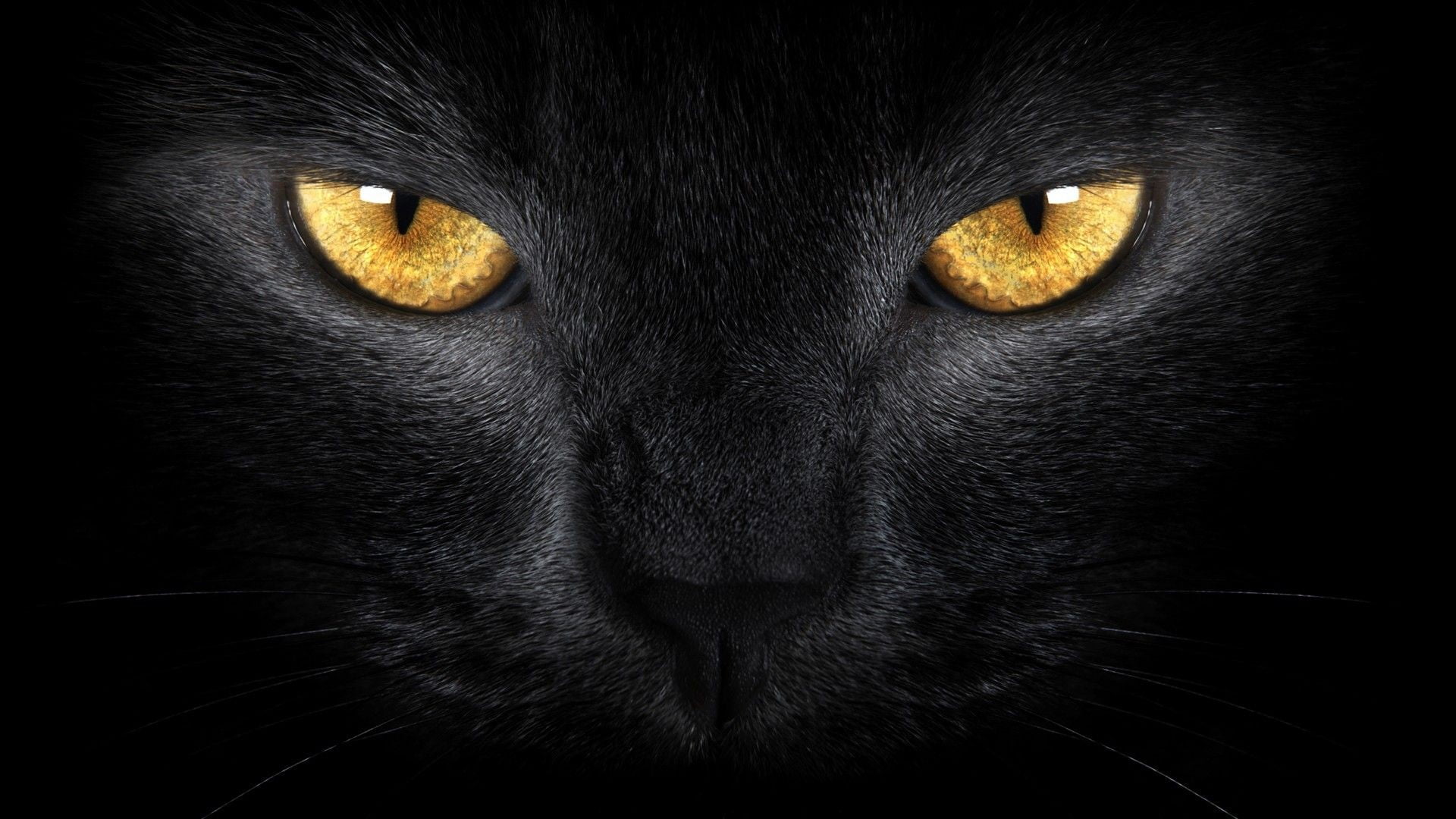 animal body part, one animal, animal eye, domestic cat, eyes, animal head, studio shot, animal, yellow eyes, vertebrate, no people, 1080P, whisker, HD Wallpaper