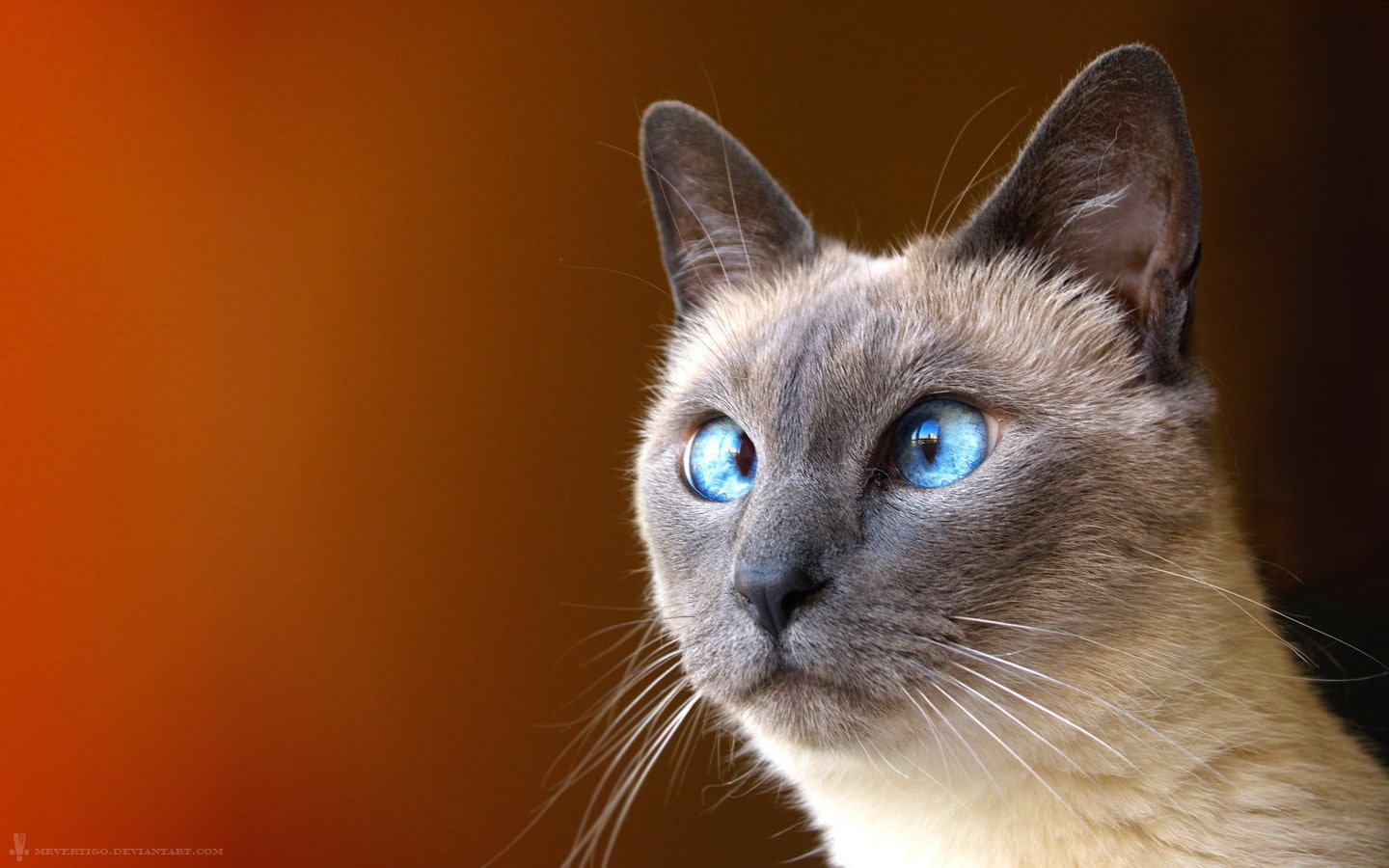 720P, cat, feline, animals, Siamese cats, HD Wallpaper