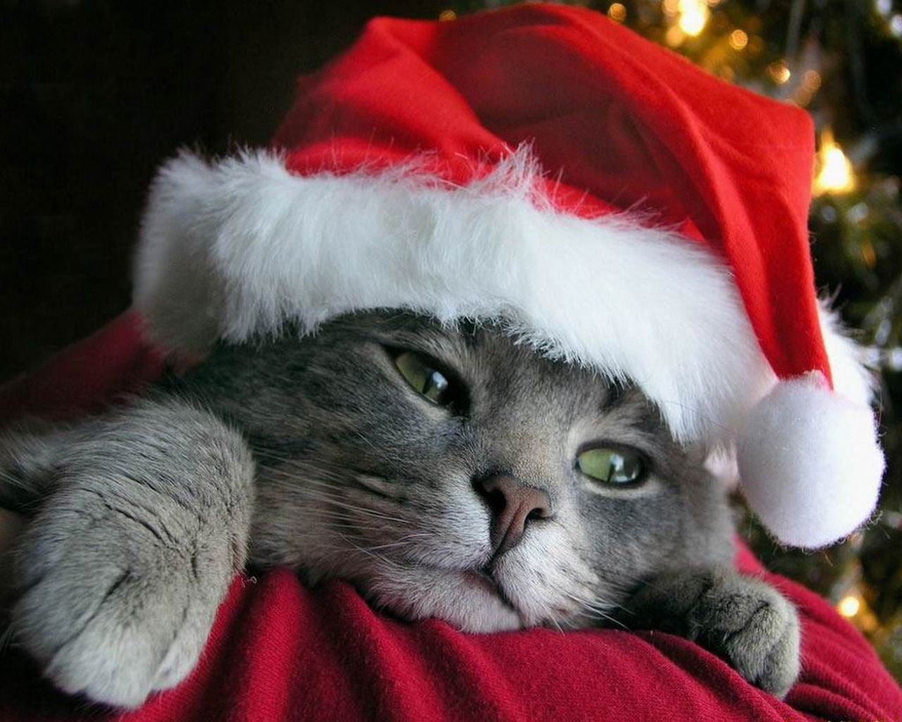 whisker, 720P, red, holiday, white, domestic animals, animal themes, hat, short, santa claus, domestic, animals, animal head, pets, holiday - event, feline, HD Wallpaper